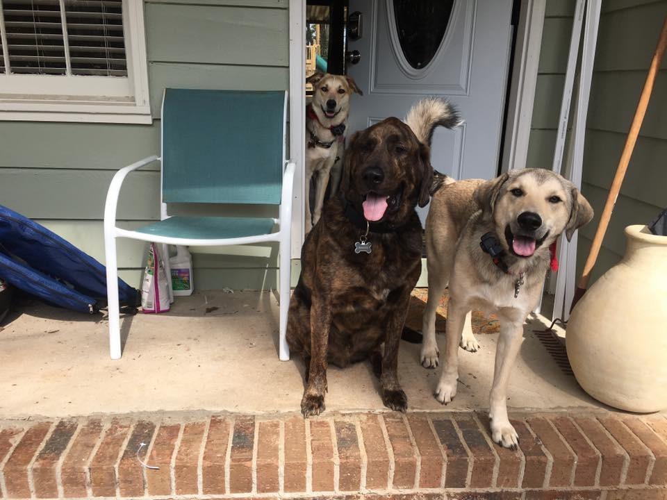 PetSafe Wireless Pet Containment System, Up to 1/2 Acre | Wireless Fence, Tone & Static Correction, Proprietary Circular Boundary with No Wire, Static-Free Re-Entry, Dogs 8 lb+ customer photo 1