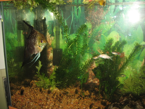 Fluval 50 Power Filter - Aquarium Filter for 20 to 50 Gallon Fish Tanks - Quiet Energy Efficient Pump - Mechanical, Chemical & Biological Filtration - Easy Install & Maintenance (Packaging May Vary) customer photo 1