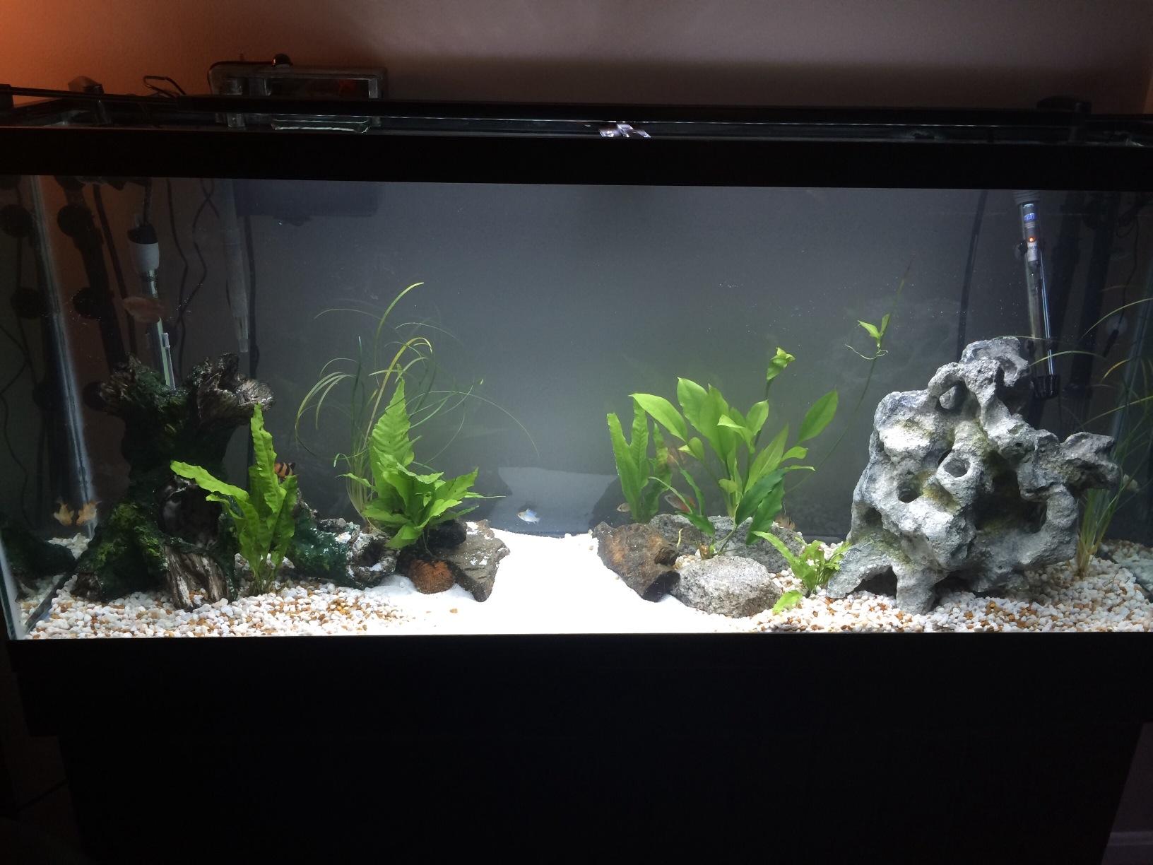 Penn-Plax Cascade 1200 Canister Filter - 315 GPH Aquarium Filter for Tanks Up to 150 Gallons customer photo 1