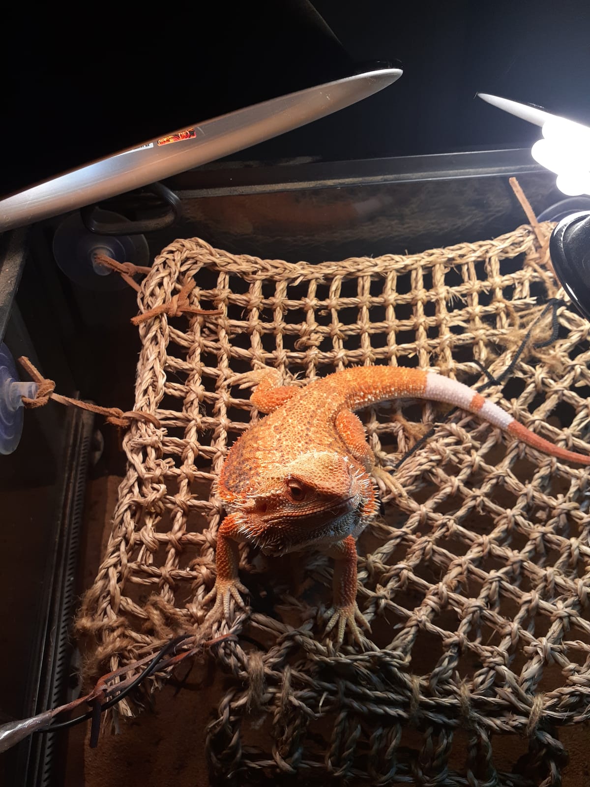 Fluker's Basking Spotlight Bulbs for Reptiles Black, 60 Watts customer photo 1
