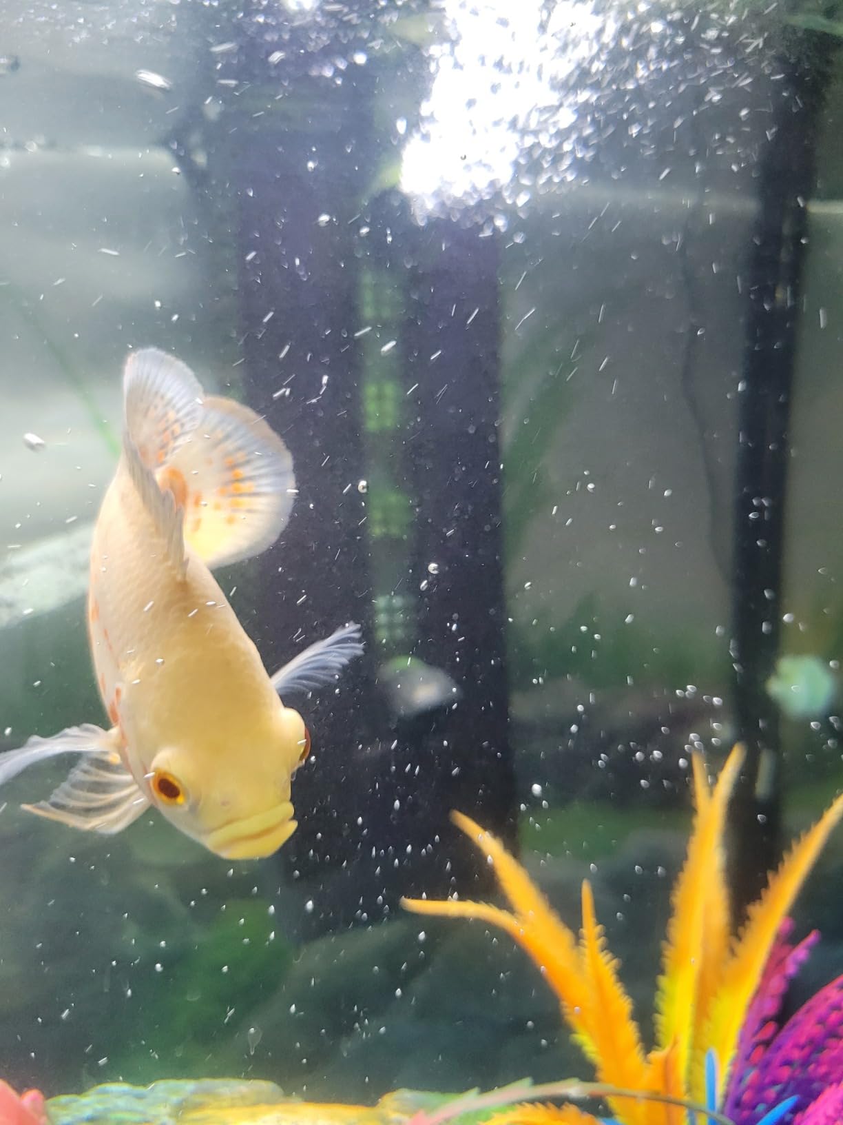 Fluval U3 Underwater Filter | Designed for Freshwater and Saltwater Aquariums, Also Ideal for Terrariums and Turtle Tanks customer photo 1
