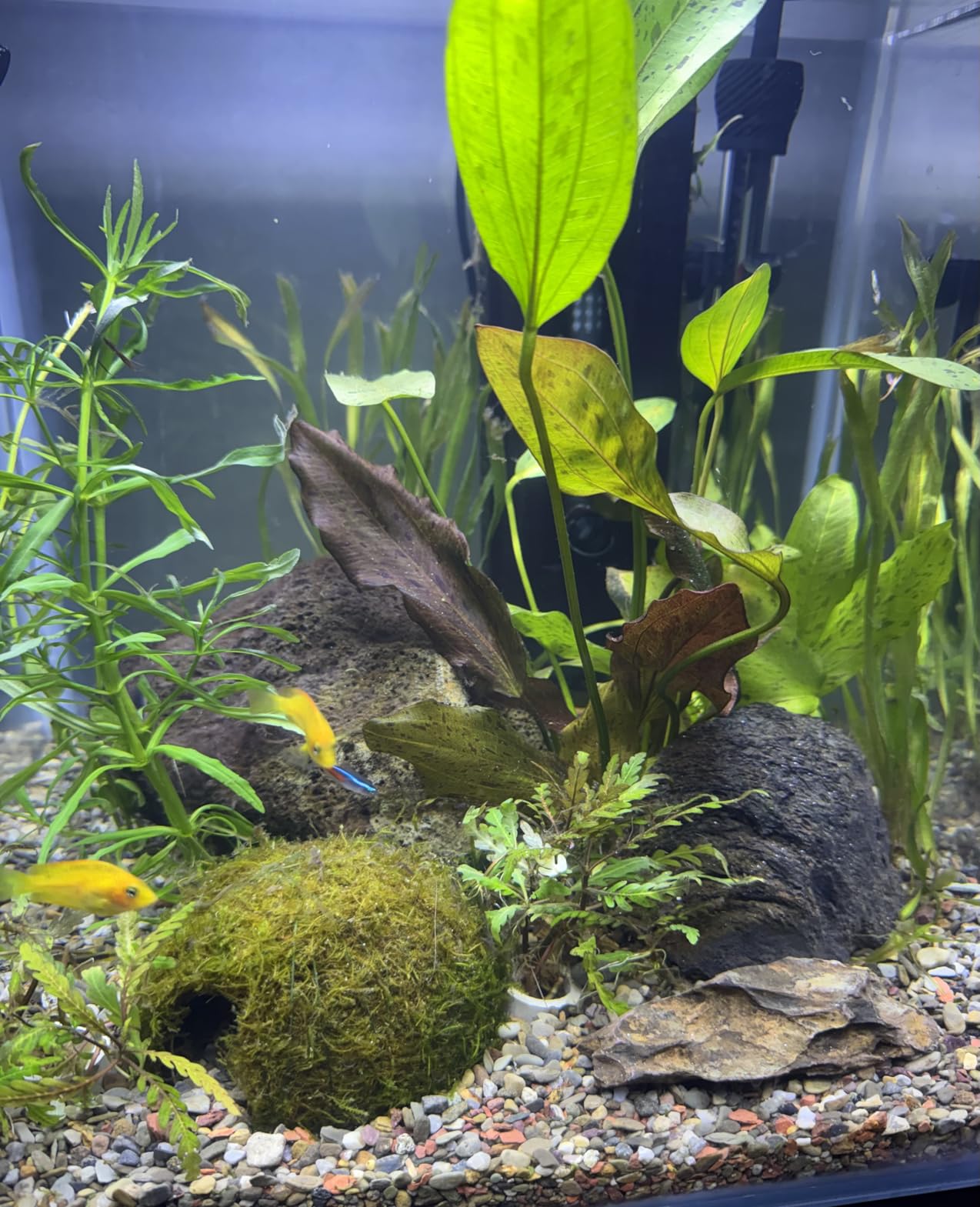 Fluval U3 Underwater Filter | Designed for Freshwater and Saltwater Aquariums, Also Ideal for Terrariums and Turtle Tanks customer photo 2