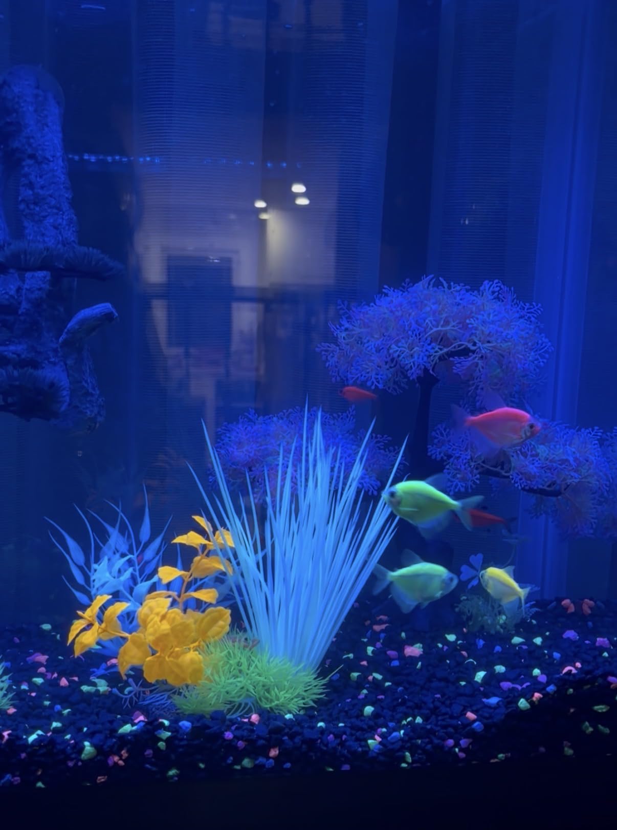 SeaChem Large Aquarium Fish Tank Filter, Tidal 55 Gallon (200 Liters) by Sicce customer photo 1
