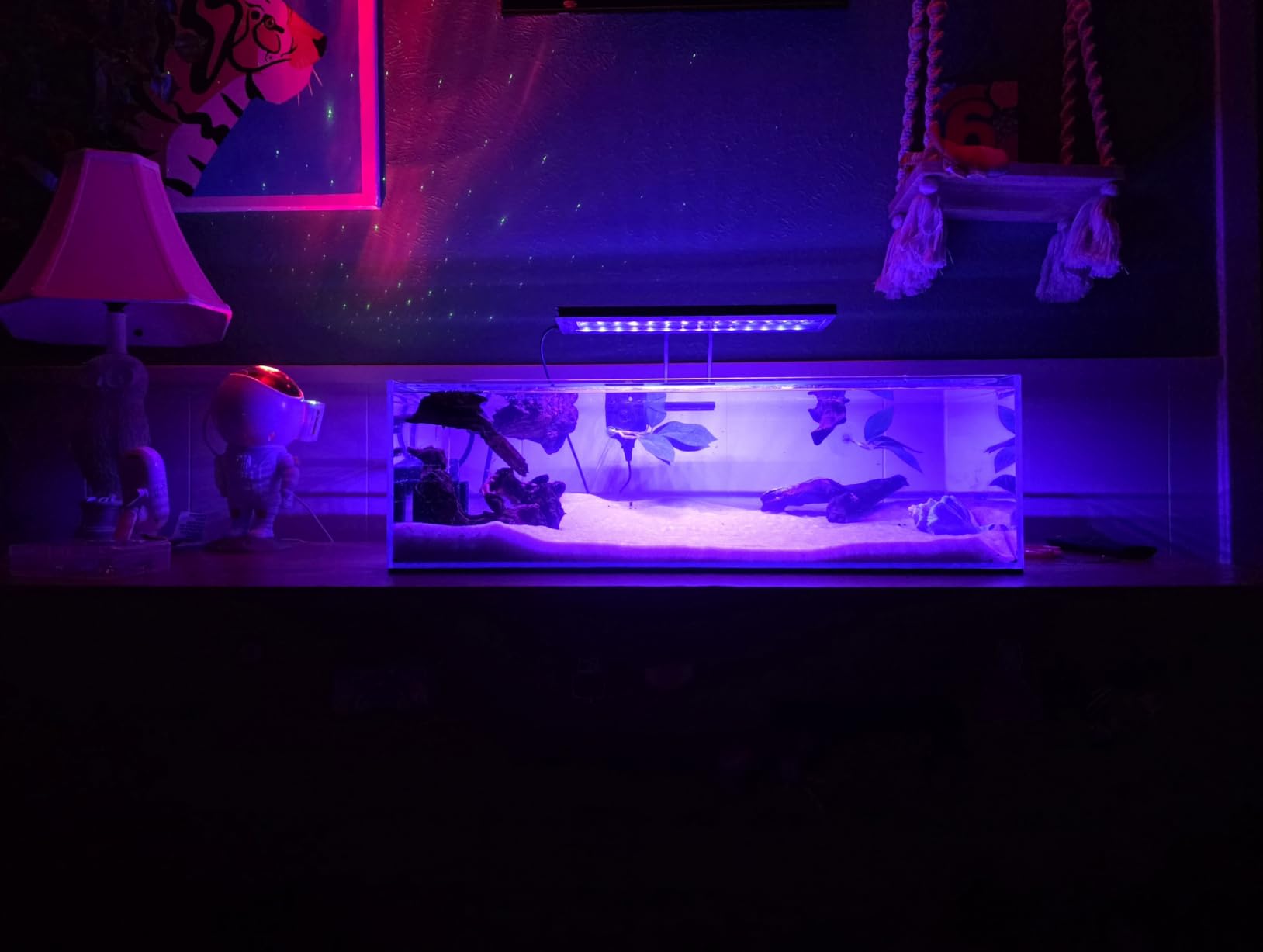 LANDEN 90P 55 Gallon Rimless Low Iron Aquarium Tank, W35.4xD19.7xH19.7 in customer photo 1