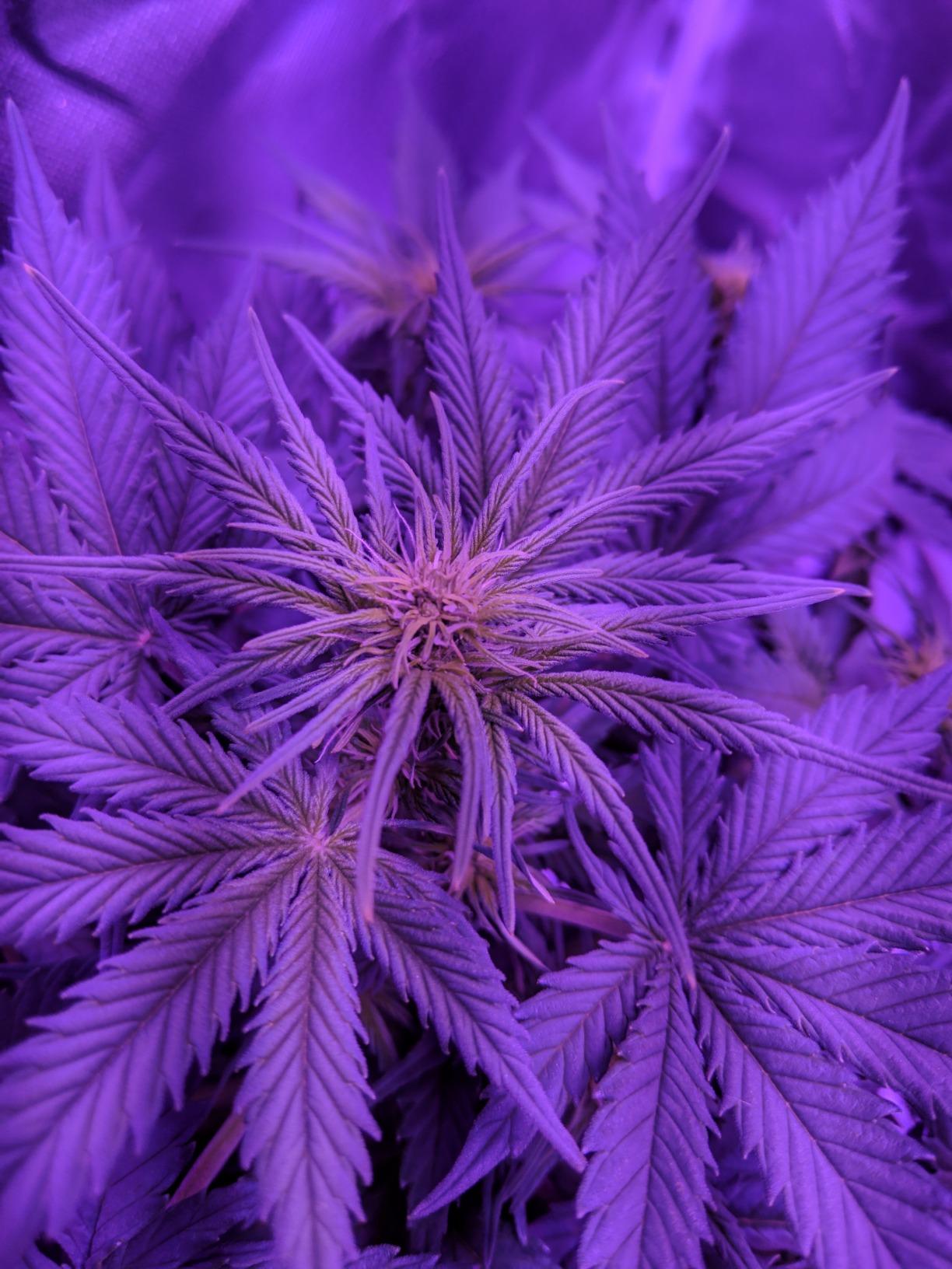 Upgrade Integrated Auto 2'X2' Grow Tent Kit Complete System, S1000 LED Grow Light, Grow Tent with 4