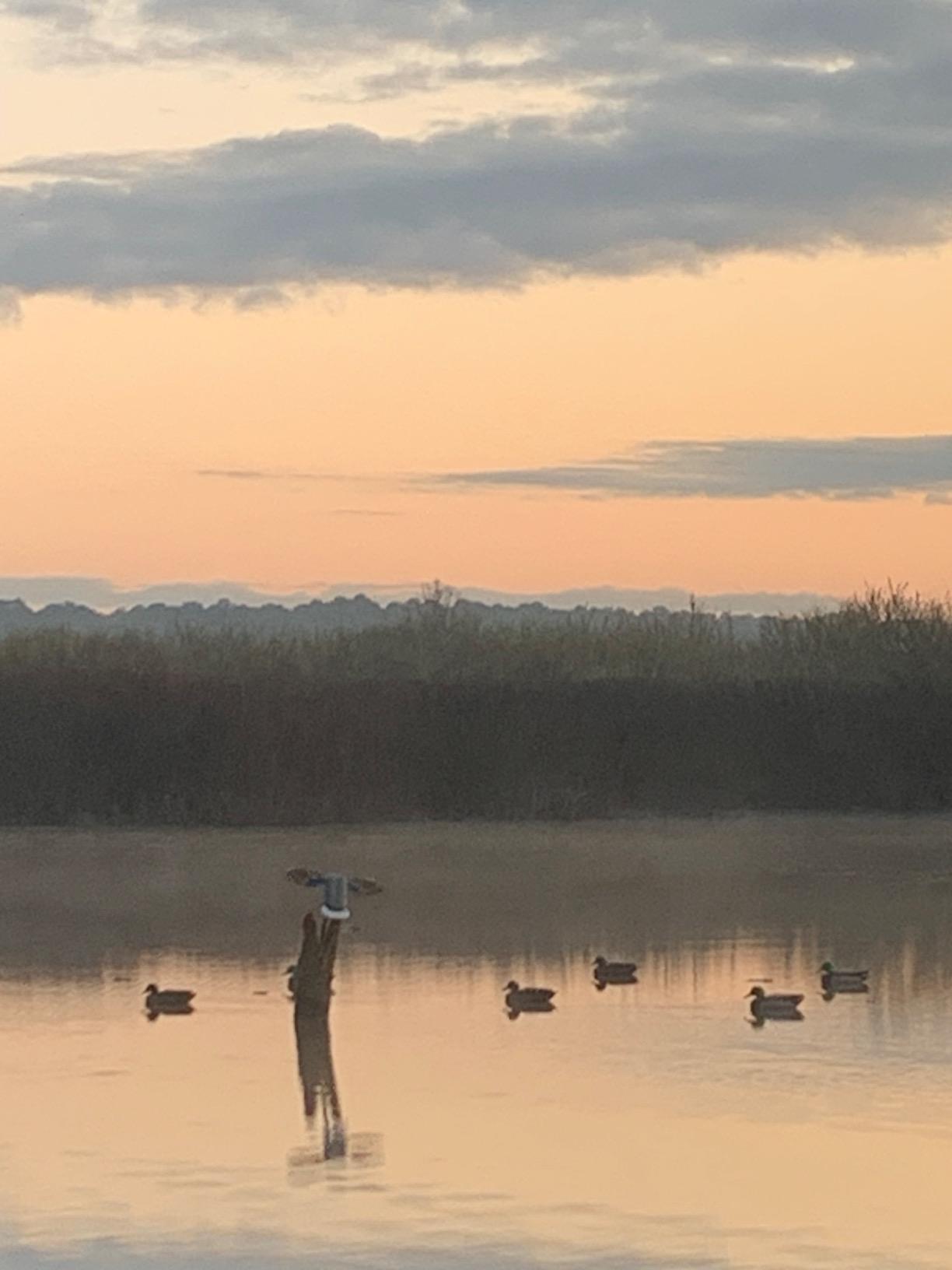 MOJO Elite Series Mini Mallard Spinning Wing Flexible Duck Decoy for Duck Hunting with Smoother, Quieter, Faster, and More User-Friendly Decoy, Includes A Solid Component Housing customer photo 1