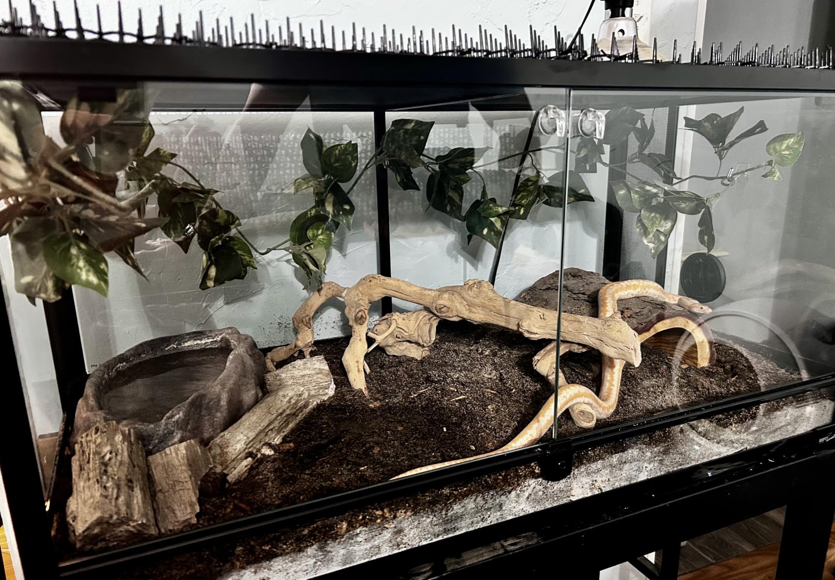 REPTI ZOO 50 Gallon Reptile Glass Terrarium Tank Double Hinge Door with Screen Ventilation Large Reptile Terrarium 36