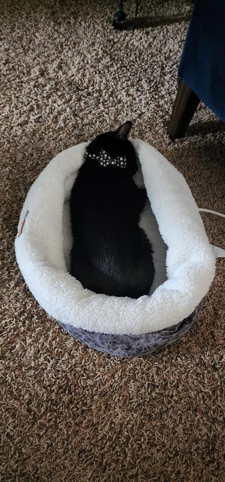 K&H Heated Cat Bed, Thermo-Snuggle Cup Bomber Indoor, Safety Listed, 18x14 | removable Waterproof Cat Heating Pad, Soft Pet Bed for Large Indoor Cats and Small Dogs, Machine Washable, 4 W, Gray customer photo 1