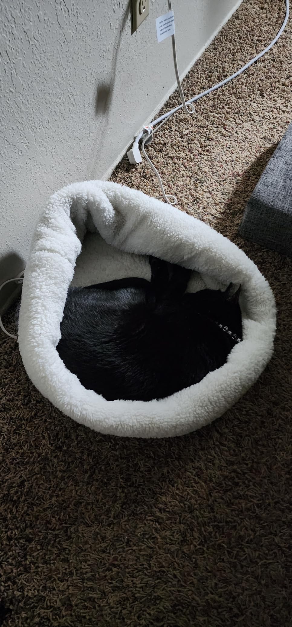 K&H Heated Cat Bed, Thermo-Snuggle Cup Bomber Indoor, Safety Listed, 18x14 | removable Waterproof Cat Heating Pad, Soft Pet Bed for Large Indoor Cats and Small Dogs, Machine Washable, 4 W, Gray customer photo 2