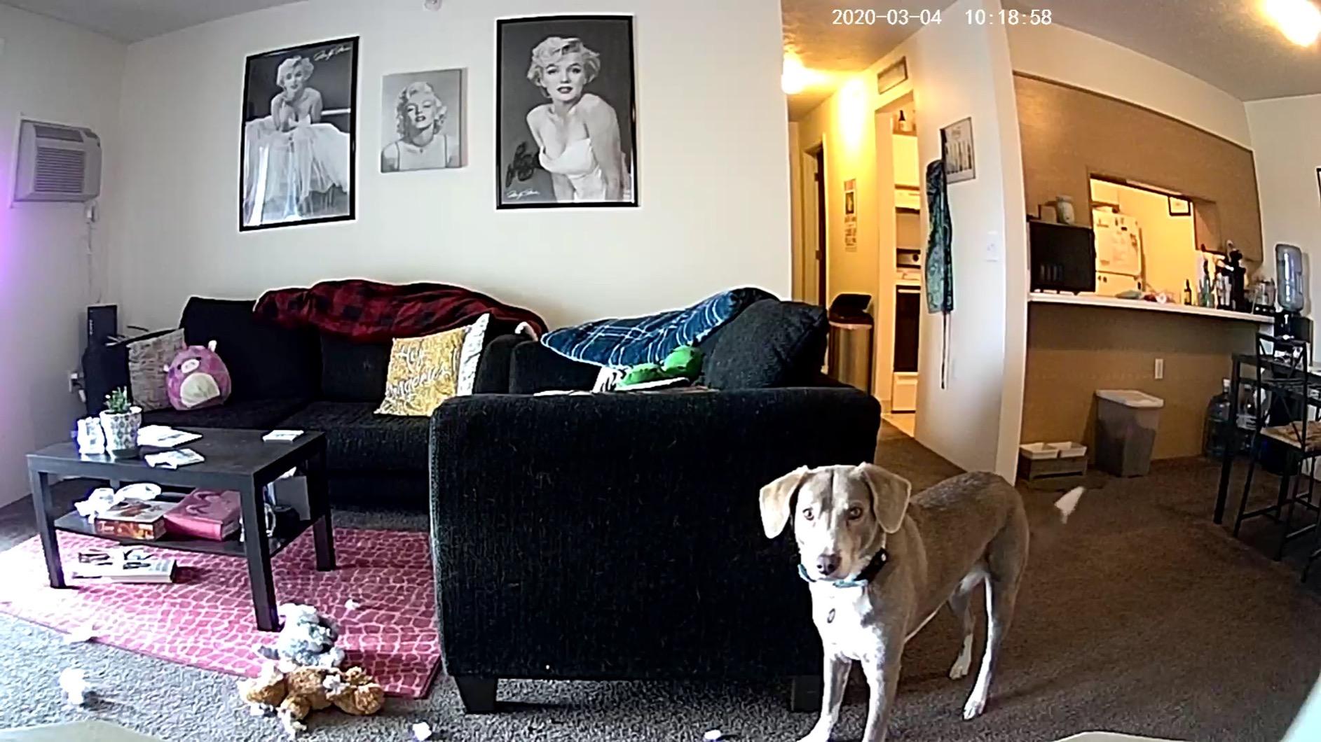 Dog Camera Treat Dispenser,WiFi Full HD Pet Camera with Two-Way Audio and Night Vision,Compatible with Alexa (2.4G WiFi ONLY) (Petalk AI) customer photo 2