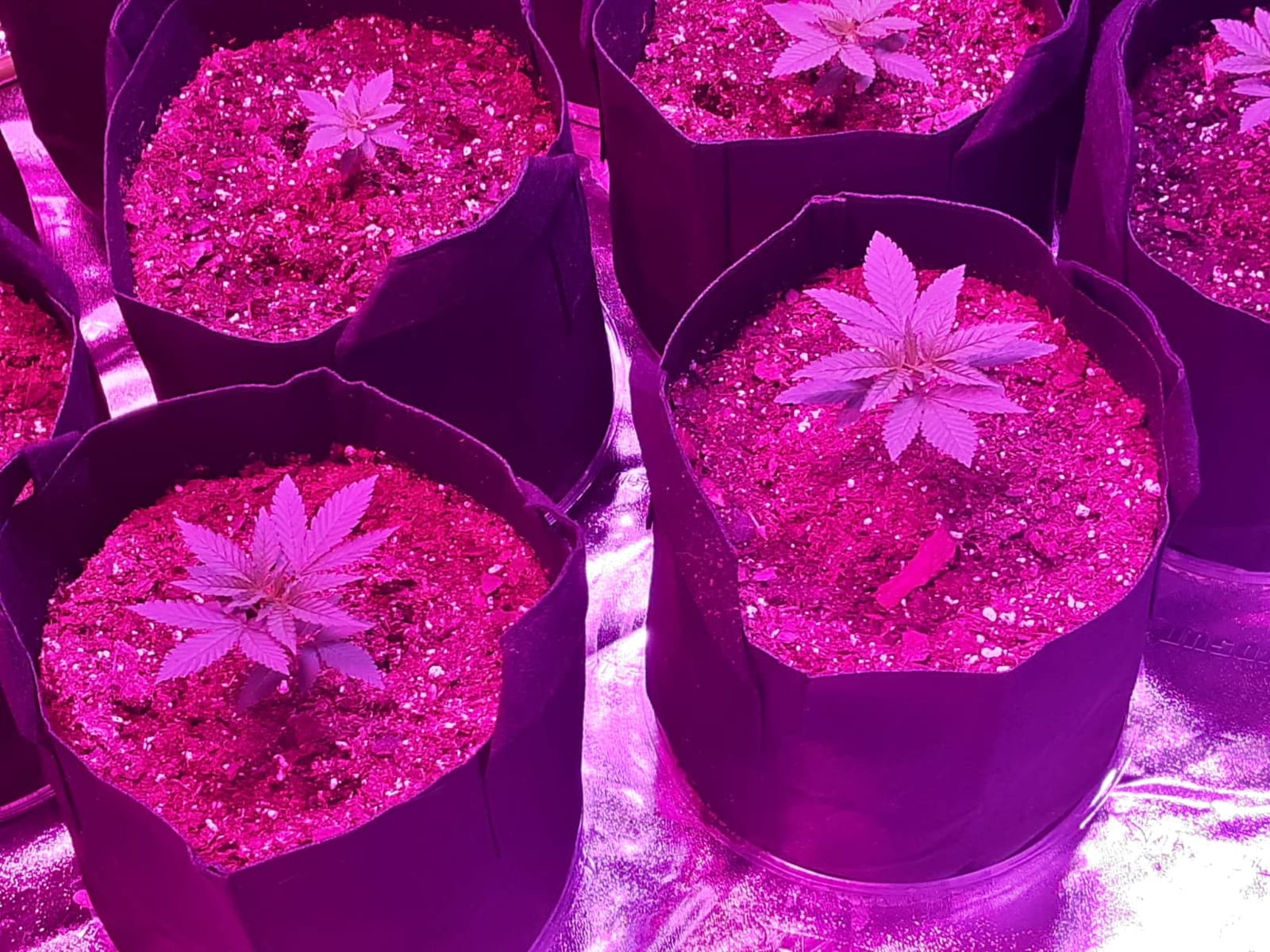 VIVOSUN 2-in-1 4x3 Grow Tent 48