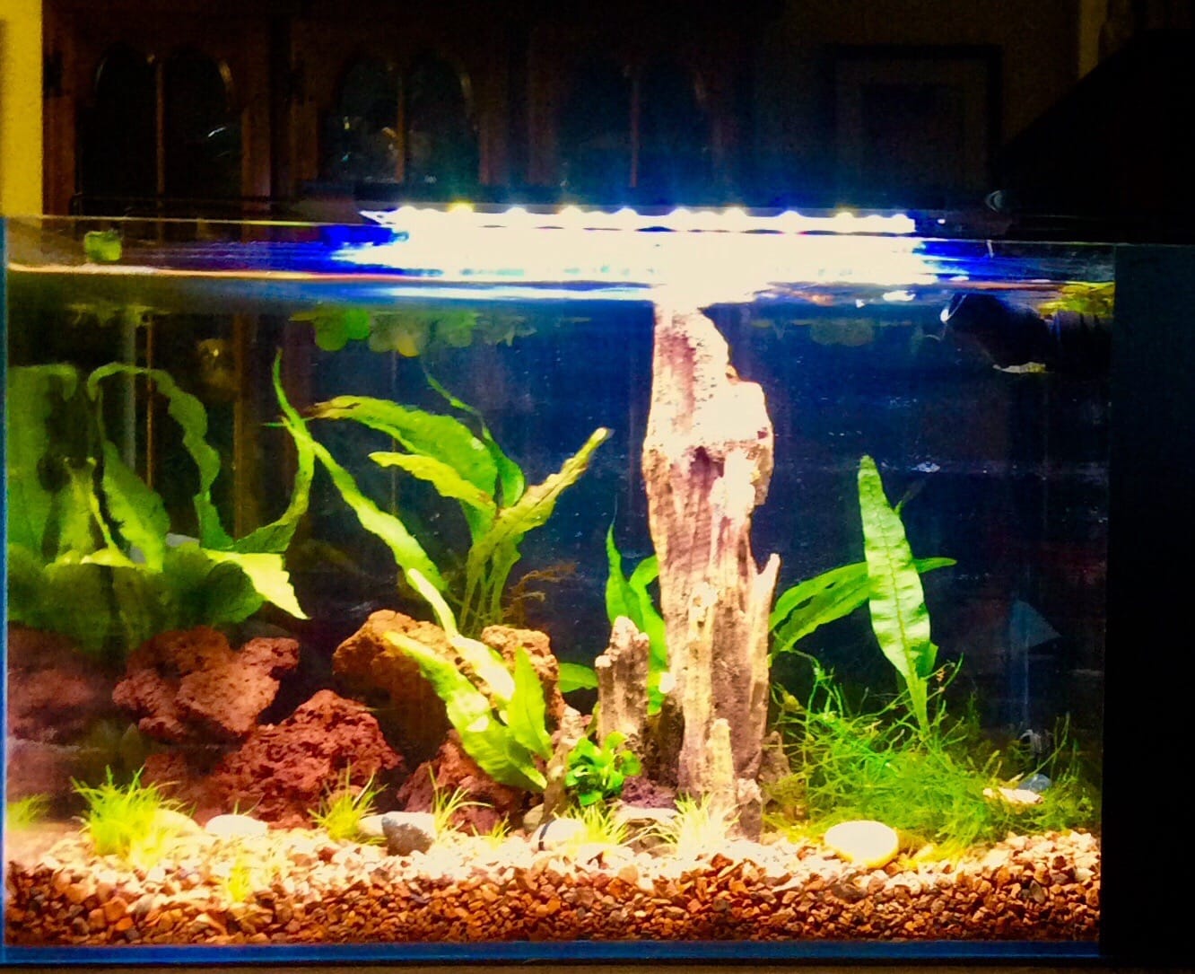 LIFEGARD Low Iron Ultra Clear 7.5 Gallon Crystal Aquarium with Built in Side Filter - Rimless Glass, 45 Beveled Edge, Peninsula Style with Directional Jet Flow customer photo 2