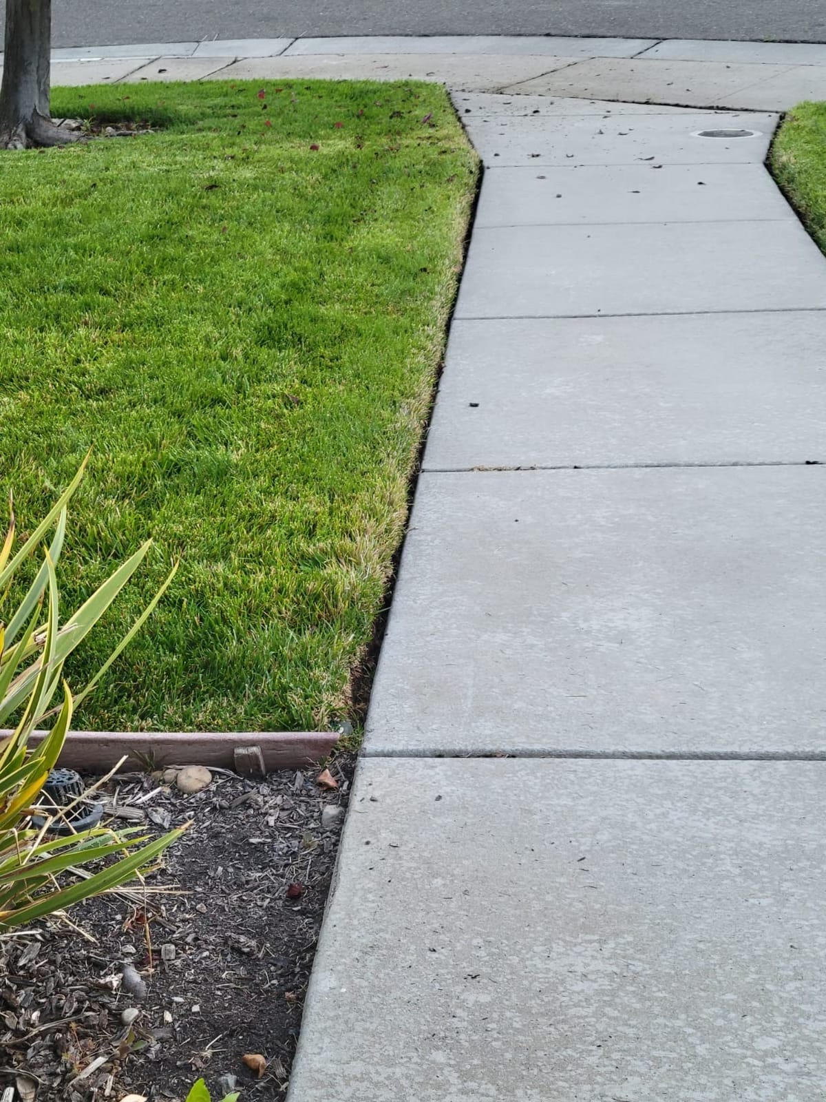 CRAFTSMAN V20 Weed Wacker Cordless String Trimmer and Edger, Weed Eater Includes 2.0 Ah Battery and Charger, Lightweight, Extended Runtime, 2 Speed (CMCST900D1) customer photo 2