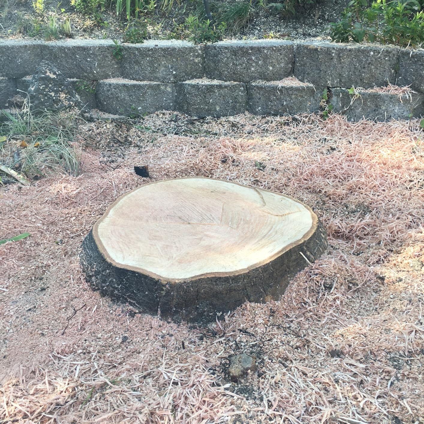 CRAFTSMAN Electric Chainsaw, 16 Inch, 12 Amp Corded Chain Saw Electric, Ergonomic, Powerful Motor (CMECS600) customer photo 1