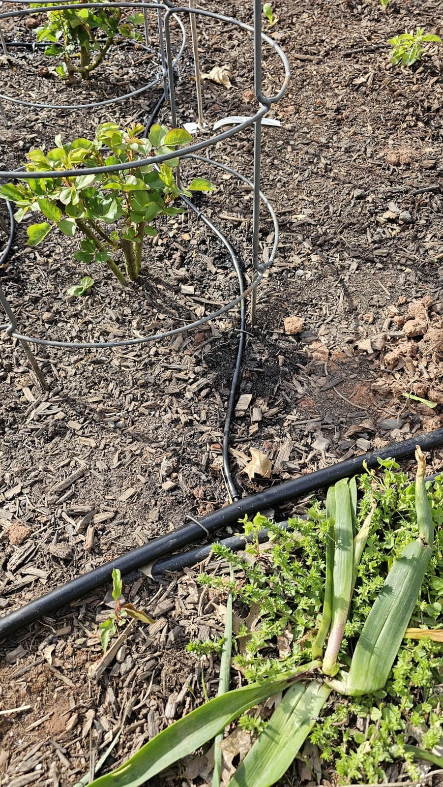 Rain Bird LNDDRIPKIT Drip Irrigation Kit customer photo 2