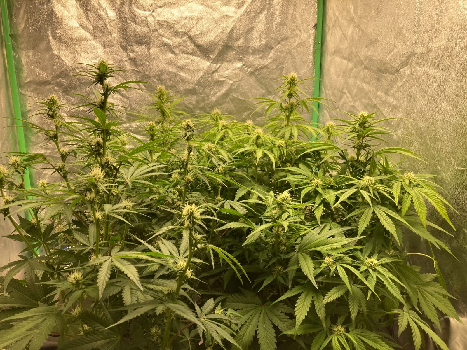 MARS HYDRO 150W TS1000 LED Grow Light for Indoor Plants Full Spectrum | Patented Reflective Hood, Dimmable & Silent Fanless, Daisy-Chain Link, Uniform Light for 2x2/3x3 Grow Tent, Veg to Bloom customer photo 1
