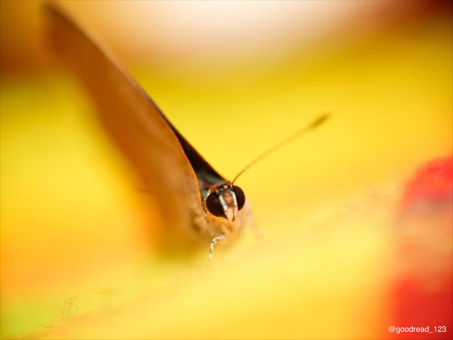Venus Laowa 100mm f/2.8 2X Ultra Macro APO Lens for Sony E (Full Frame) customer photo 1