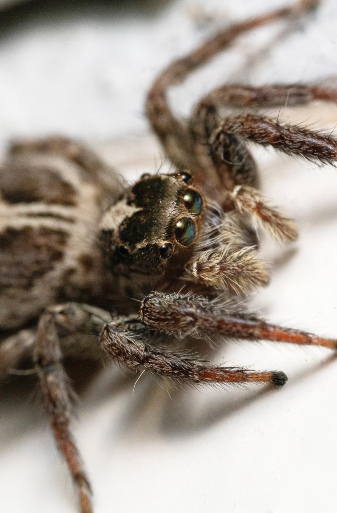 Venus Laowa 100mm f/2.8 2X Ultra Macro APO Lens for Sony E (Full Frame) customer photo 2