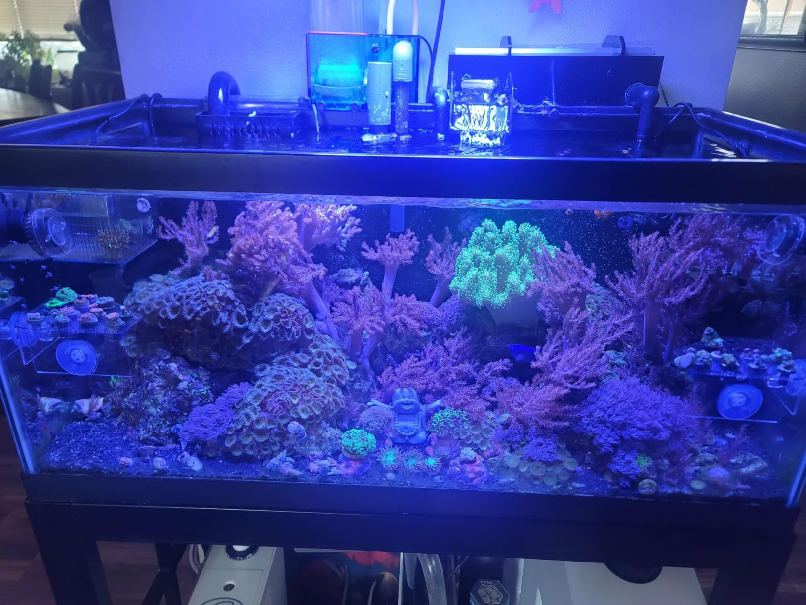 VIPARSPECTRA 165W LED Aquarium Light Dimmable Full Spectrum LED Reef Lights | LED Lamps for Coral Saltwater Fish Tank, Remote/Timer Control, Programmable Auto On/Off, Dual Channel Brightness 0-100% customer photo 2