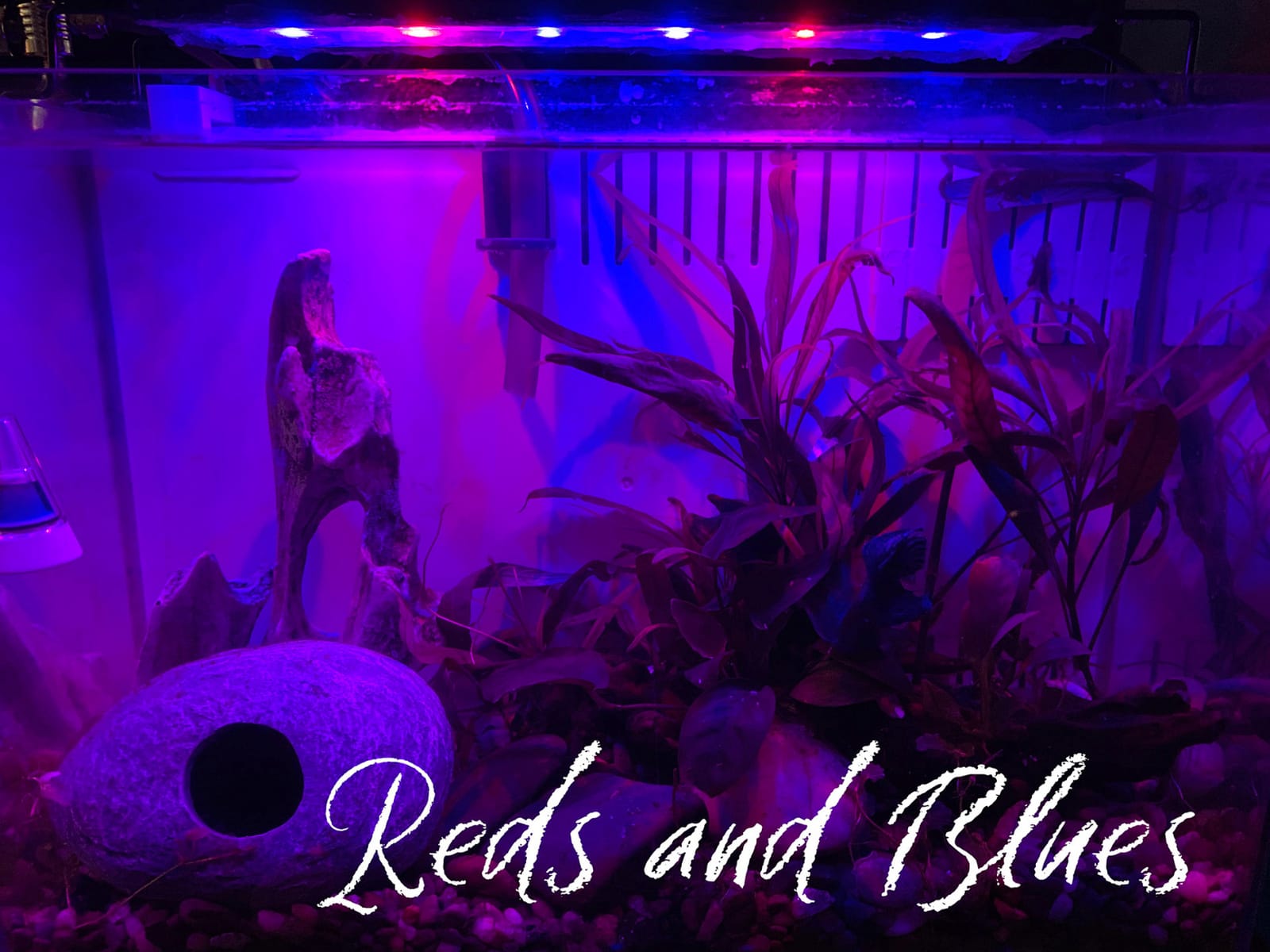 hygger 14W Full Spectrum Aquarium Light with Aluminum Alloy Shell Extendable Brackets, White Blue Red LEDs, External Controller, for Freshwater Fish Tank (18-24 inch) customer photo 2
