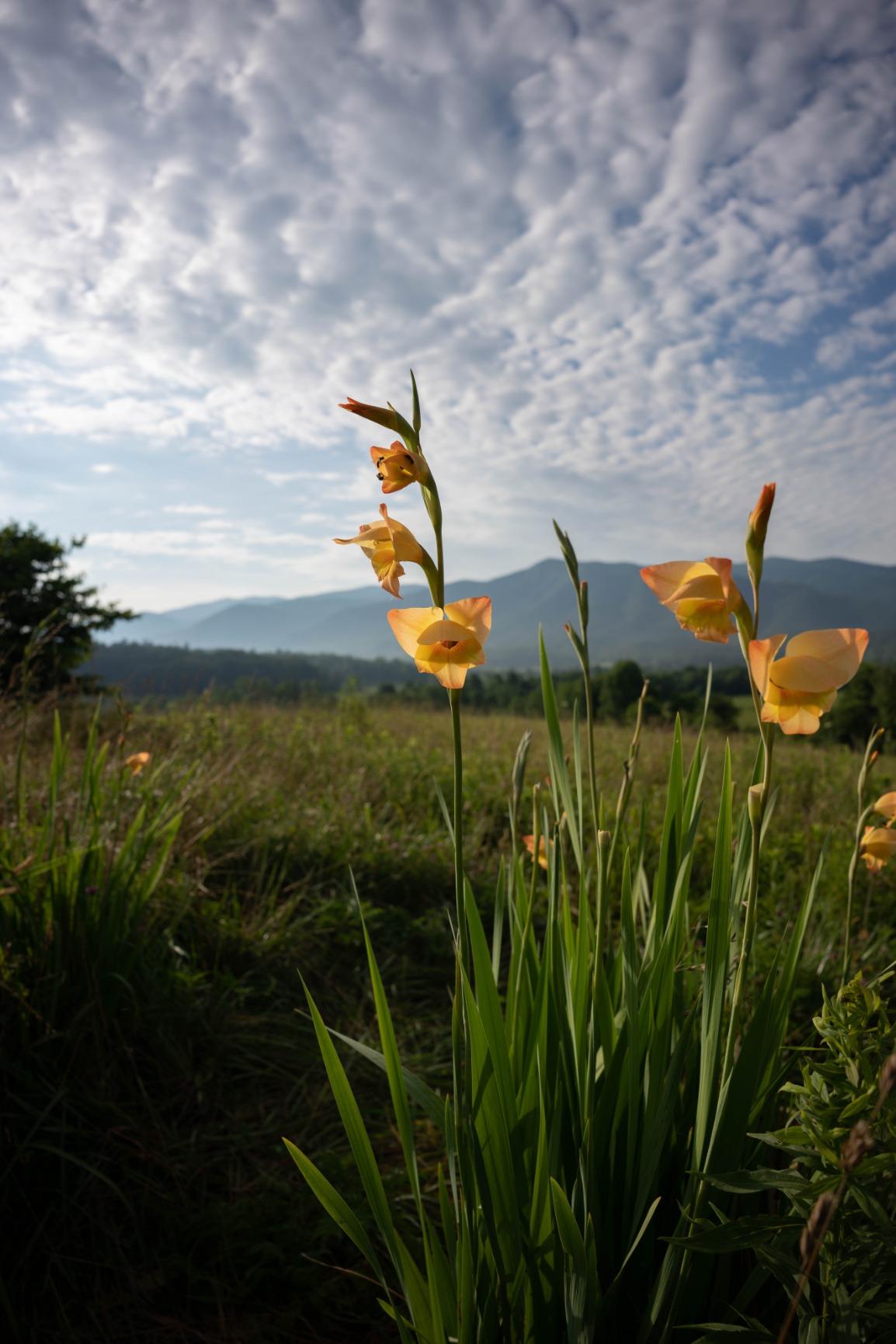 Tamron 20mm f/2.8 Di III OSD M1:2 Lens for Sony Full Frame/APS-C E-Mount customer photo 2
