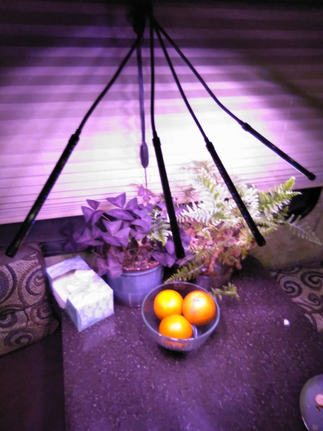 LEOTER Grow Light for Indoor Plants - Upgraded Version 80 LED Lamps with Full Spectrum & Red Blue Spectrum, 3/9/12H Timer, 10 Dimmable Level, Adjustable Gooseneck, 3 Switch Modes customer photo 2