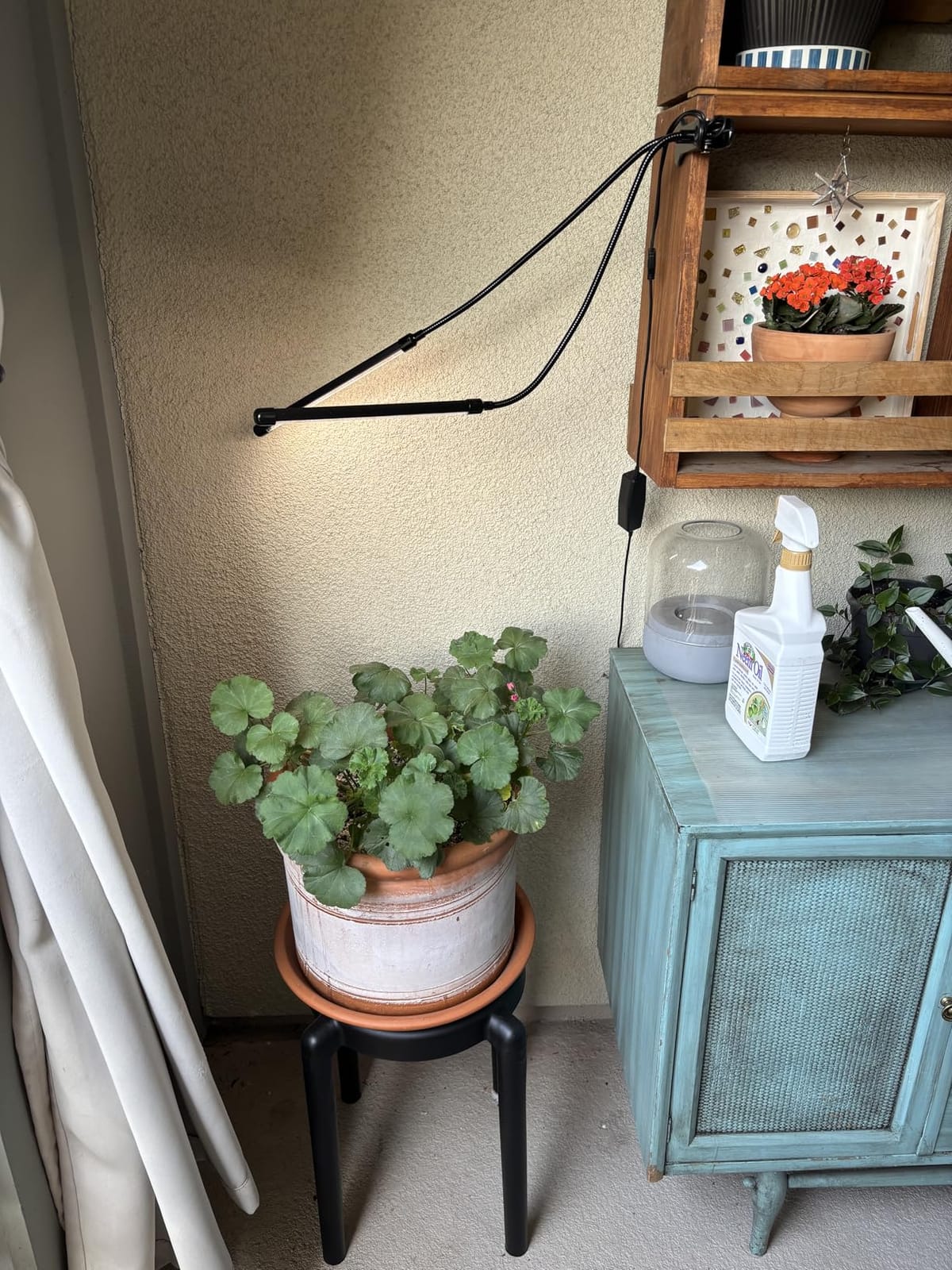 GooingTop Grow Light, 6000K Full Spectrum Indoor Plant Growing Lamp | Desk Lamp with White Red LEDs for Indoor Plants, Clamp with Flexible Gooseneck, Brightness Adjustable, Auto Timer 4 8 12Hrs customer photo 1