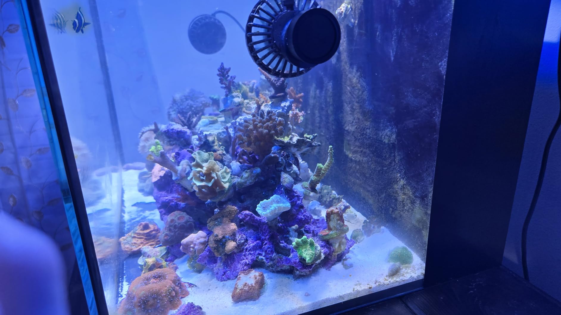 Jebao SLW-10 Aquarium Wavemaker, 1,065 GPH | Sine Wave Flow Pump with Controller, Magnetic Mount for Marine Reef & Freshwater Tanks customer photo 2