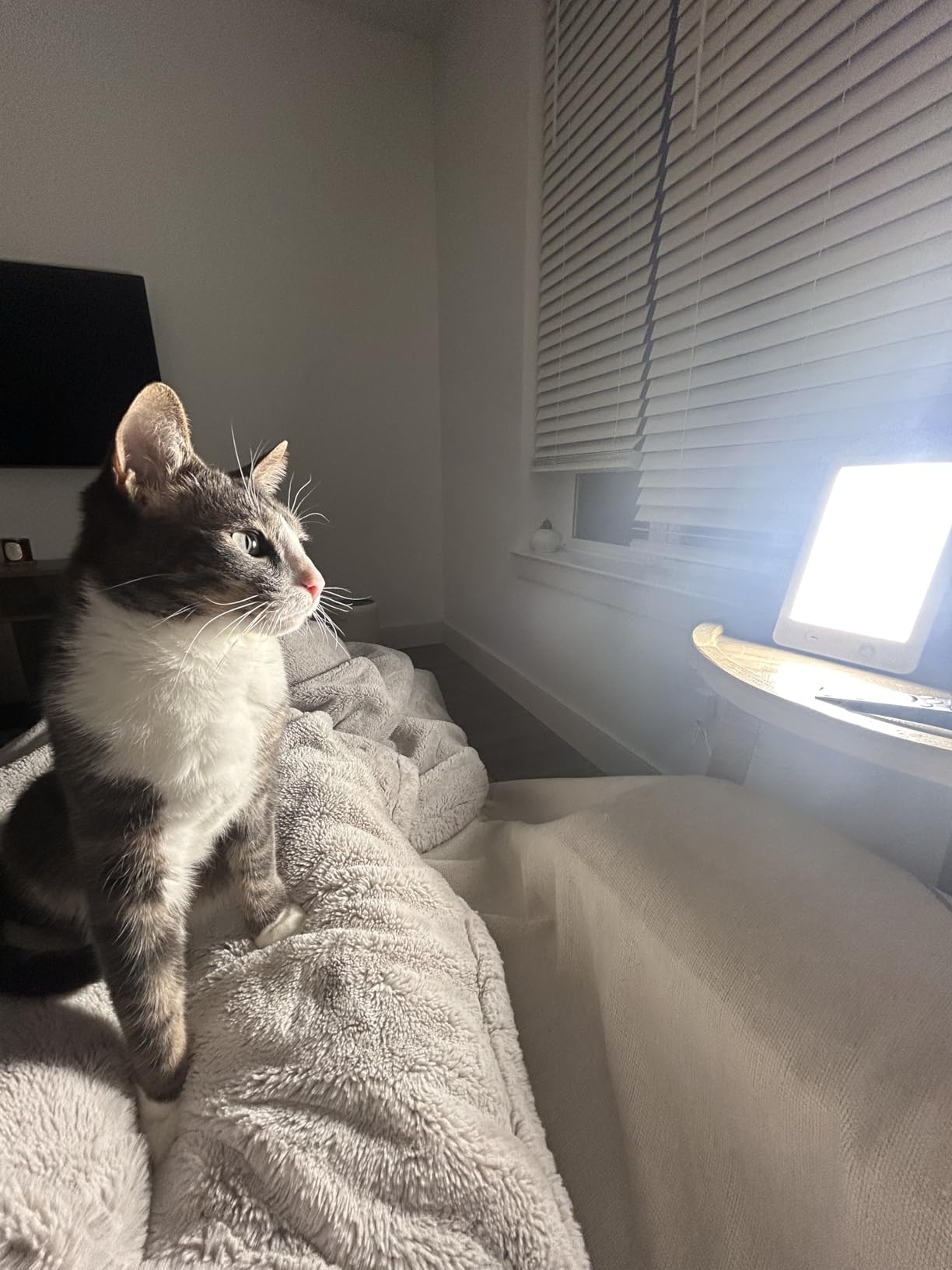 Verilux HappyLight Lumi Plus - Light Therapy Lamp with 10,000 Lux, UV-Free, LED Bright White Light with Adjustable Brightness, Countdown Timer, & Detachable Stand - Boost Mood, Sleep, and Focus customer photo 1
