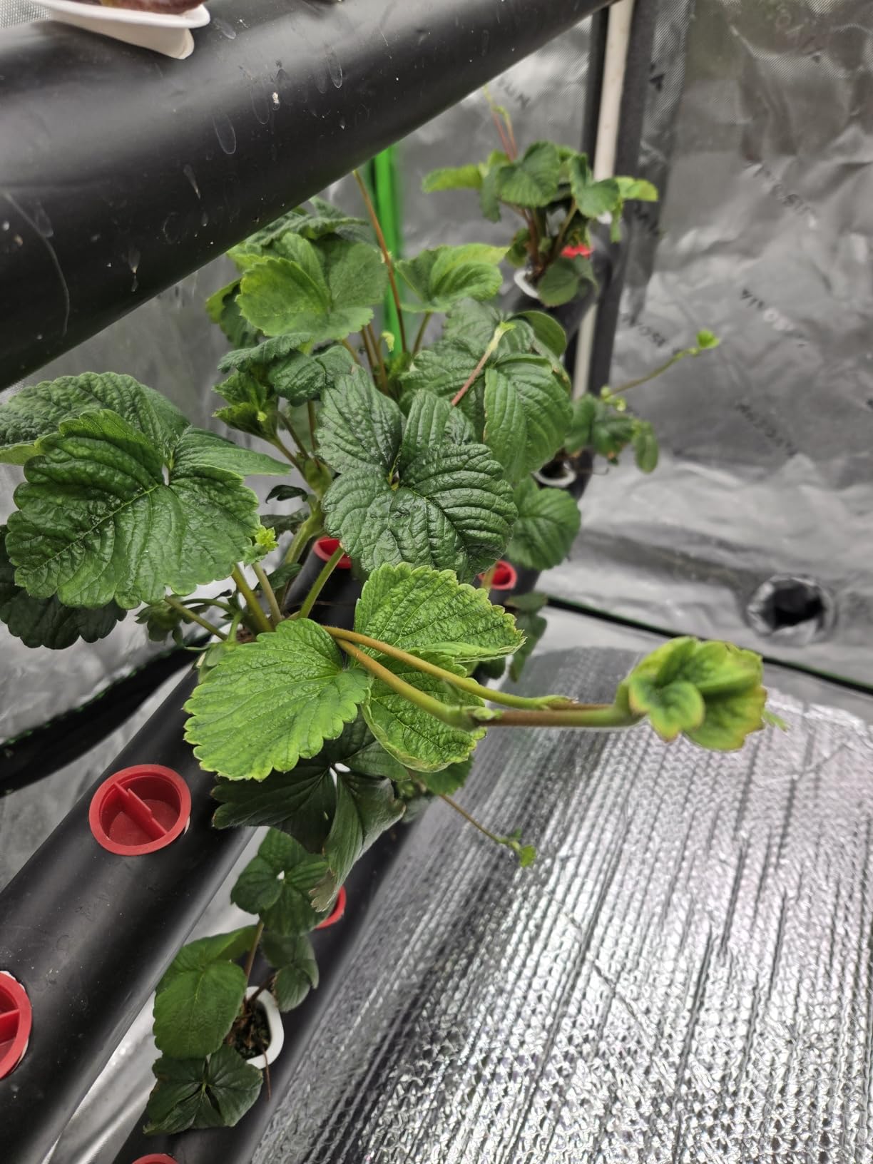 VIVOSUN Hydroponic Grow Kit, 1 Layer 36 Plant Sites 4 Food-Grade PVC-U Pipes customer photo 2
