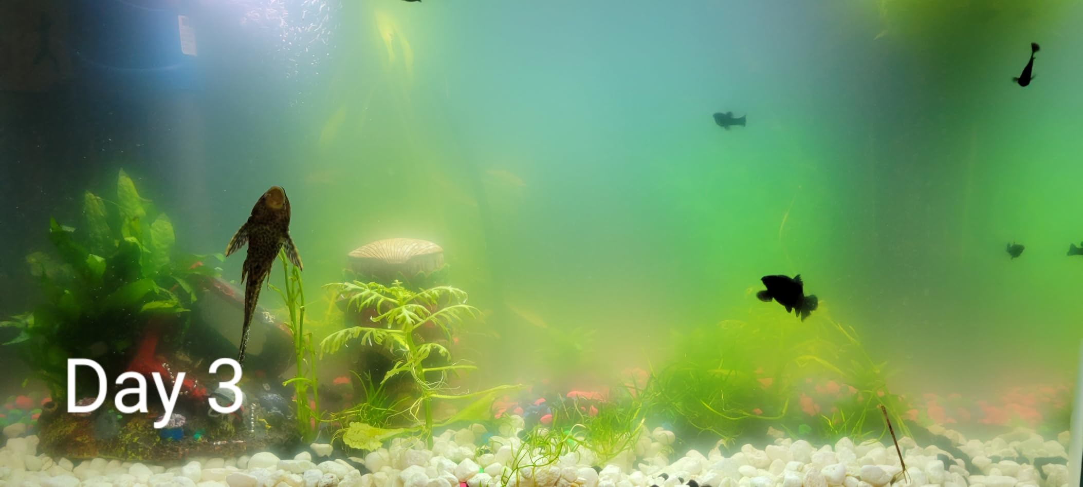 COOSPIDER Aquarium Filter with 5W U-V Light JUP-02 132GPH for 20-60 Gallon | Submersible Fish Tank Filter with 5W Water Pump for Green Clean, Turtle Tank, Oxygen Supply, Deodorization, Water Cycle customer photo 2