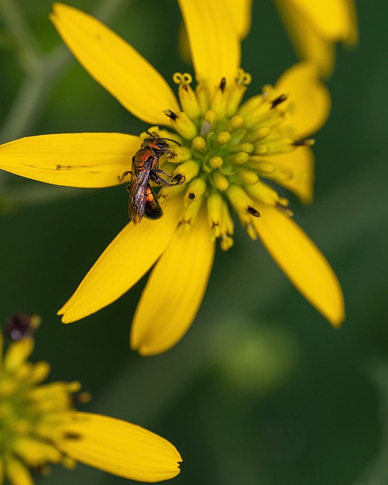 Sigma 105mm F2.8 DG DN Macro Art (Sony E-mount) customer photo 1