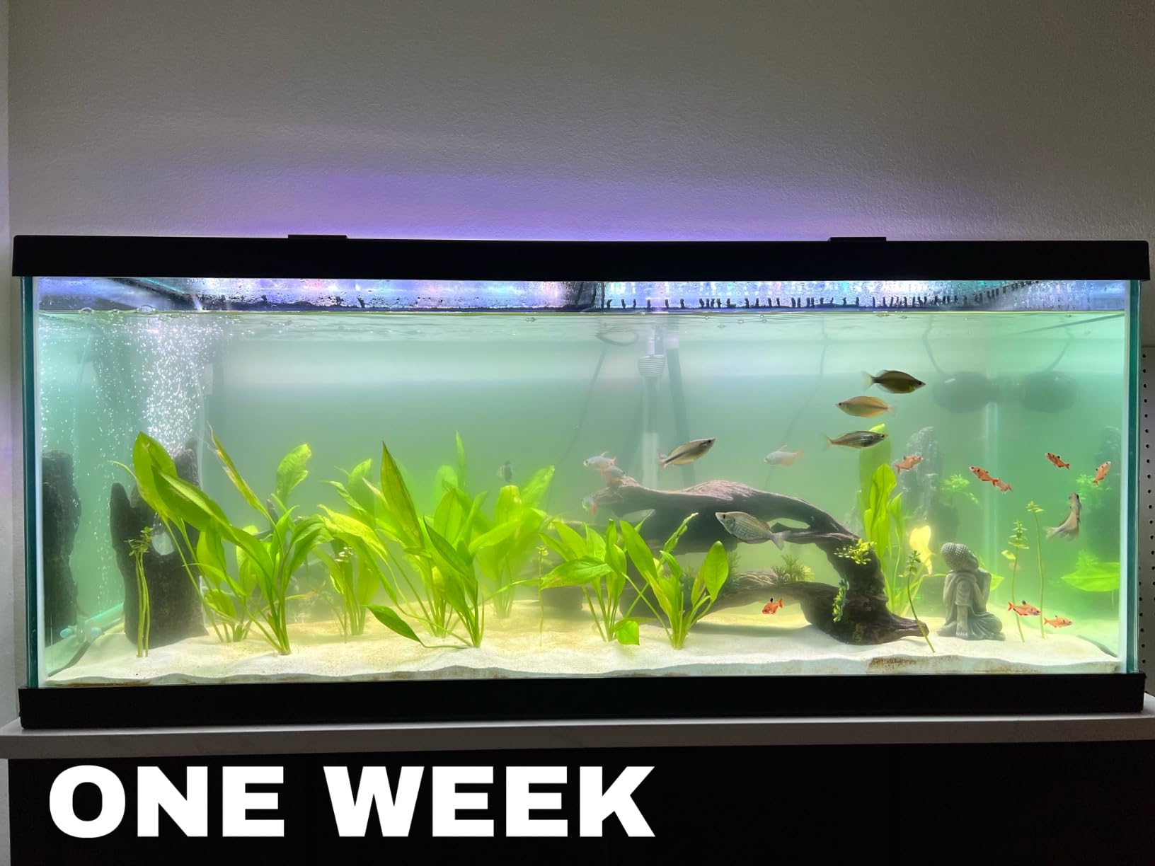 Fluval in Line UVC Clarifier for Aquarium Filters customer photo 1