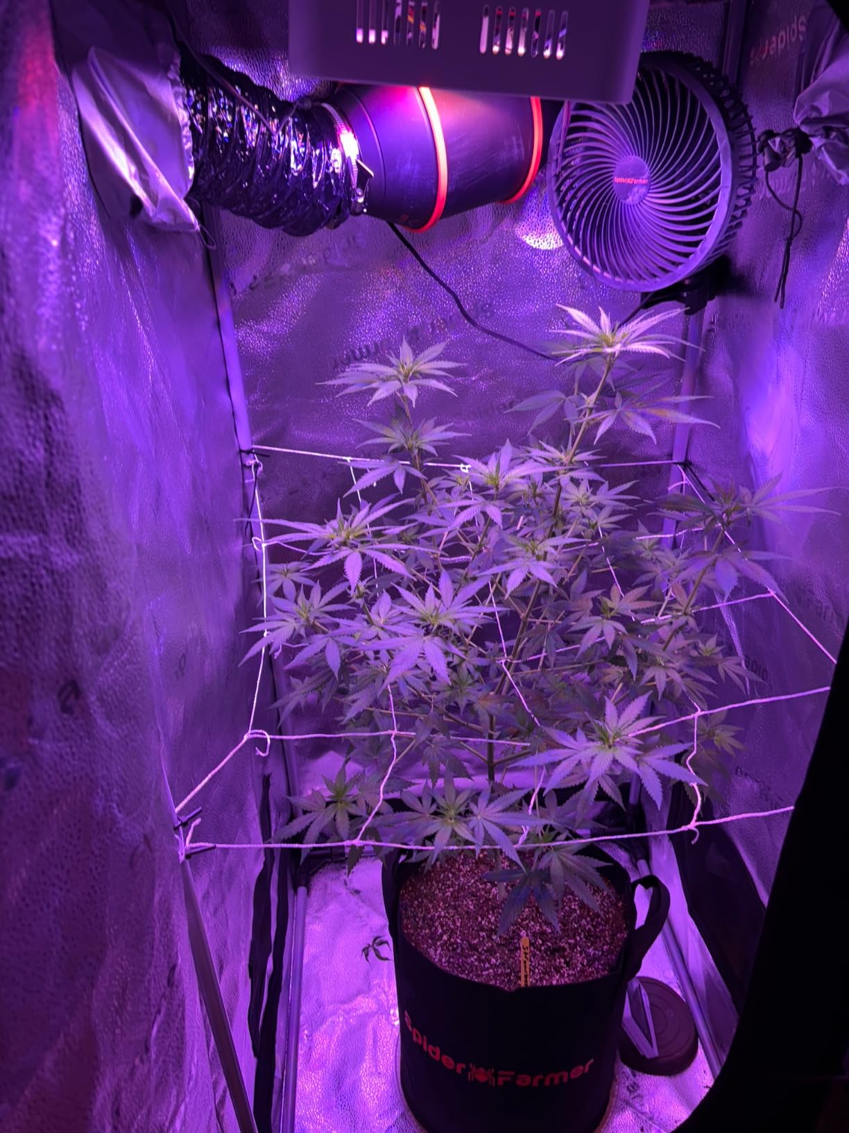 Spider Farmer 2x2ft Grow Tent Kit with GGS Controller Automatic Grow System | SF1000D Dimmable Full Spectrum 100W Grow Light, 24