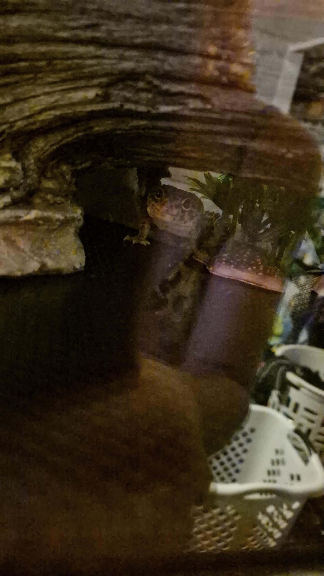 REPTI ZOO Glass Reptile Terrarium 20 Gallon, Front Opening Reptiles Tank 30