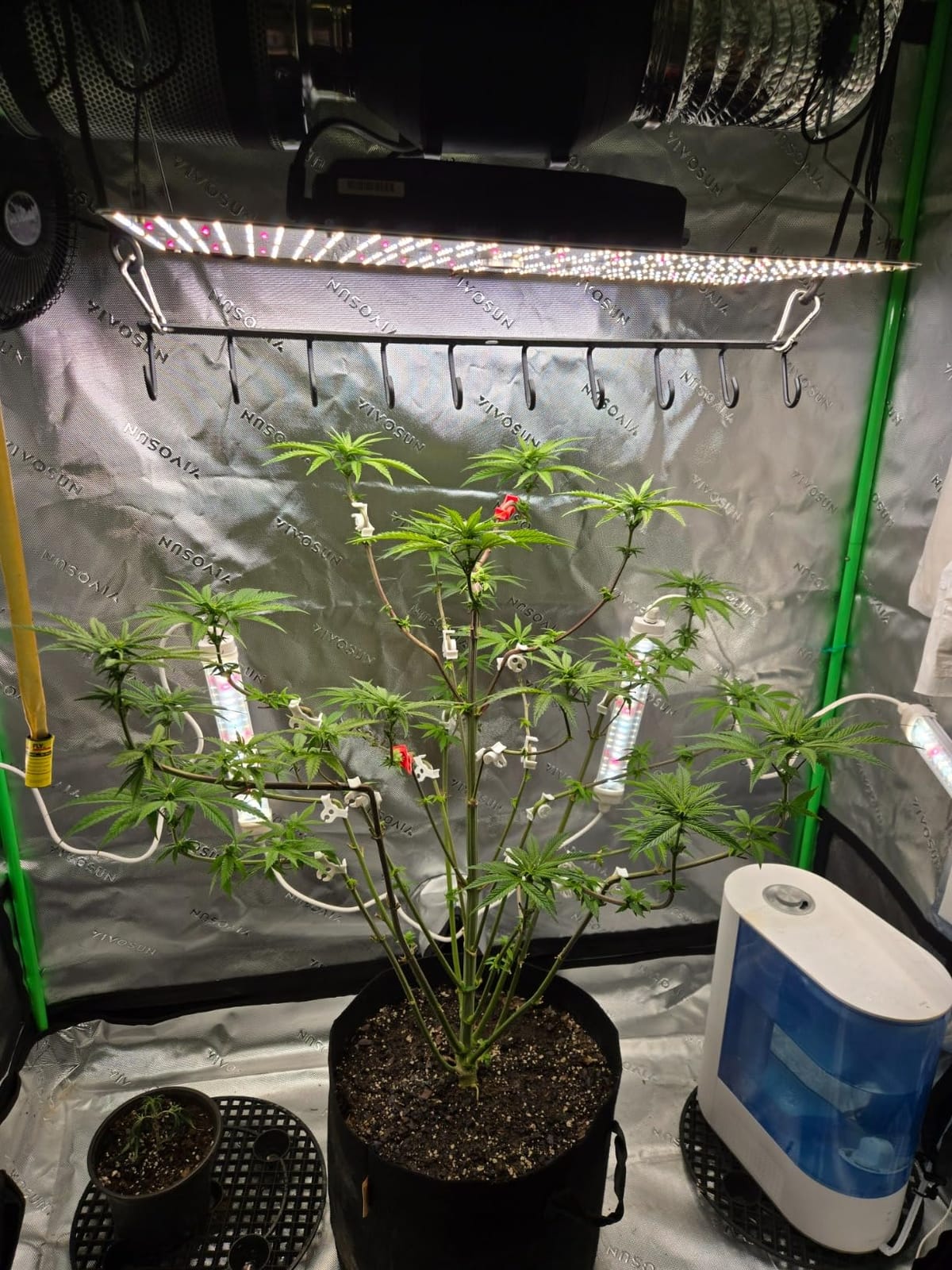 VIVOSUN 4x4 Grow Tent Kit 400W LED Grow Light WiFi Control A22 Grow System, Automatic Ventilation, Full Spectrum LED Grow Light, Controller with Temp Humidity Sensor, 48