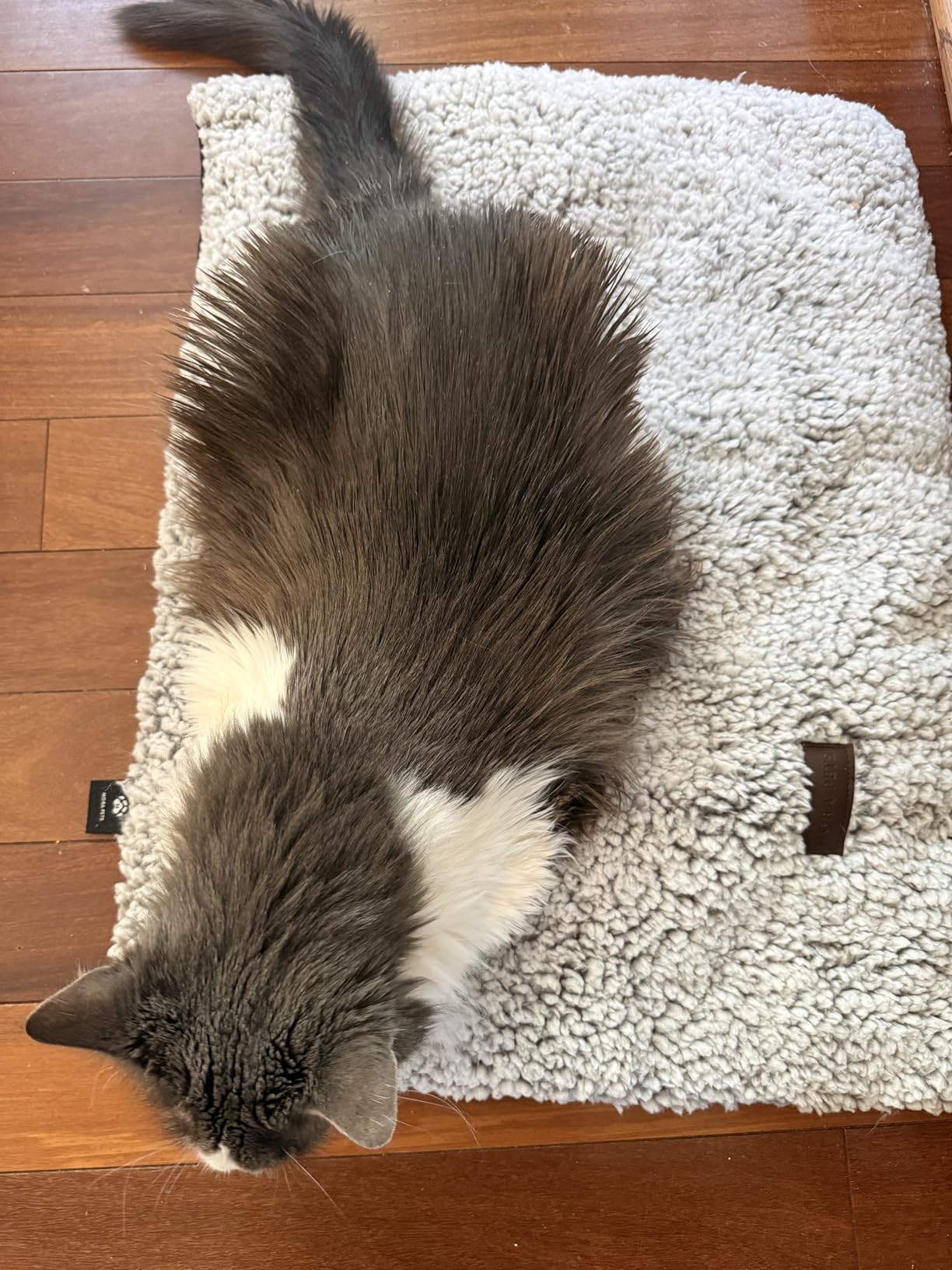 Mora Pets Self Warming Cat Bed Self Heating Cat Dog Mat Pet Pad Extra Warm | Self Heated Cat Bed for Indoor Outdoor Pets, Removable Washable Cover, Non Slip Bottom, Crinkle-Free, No Plug, Grey 24
