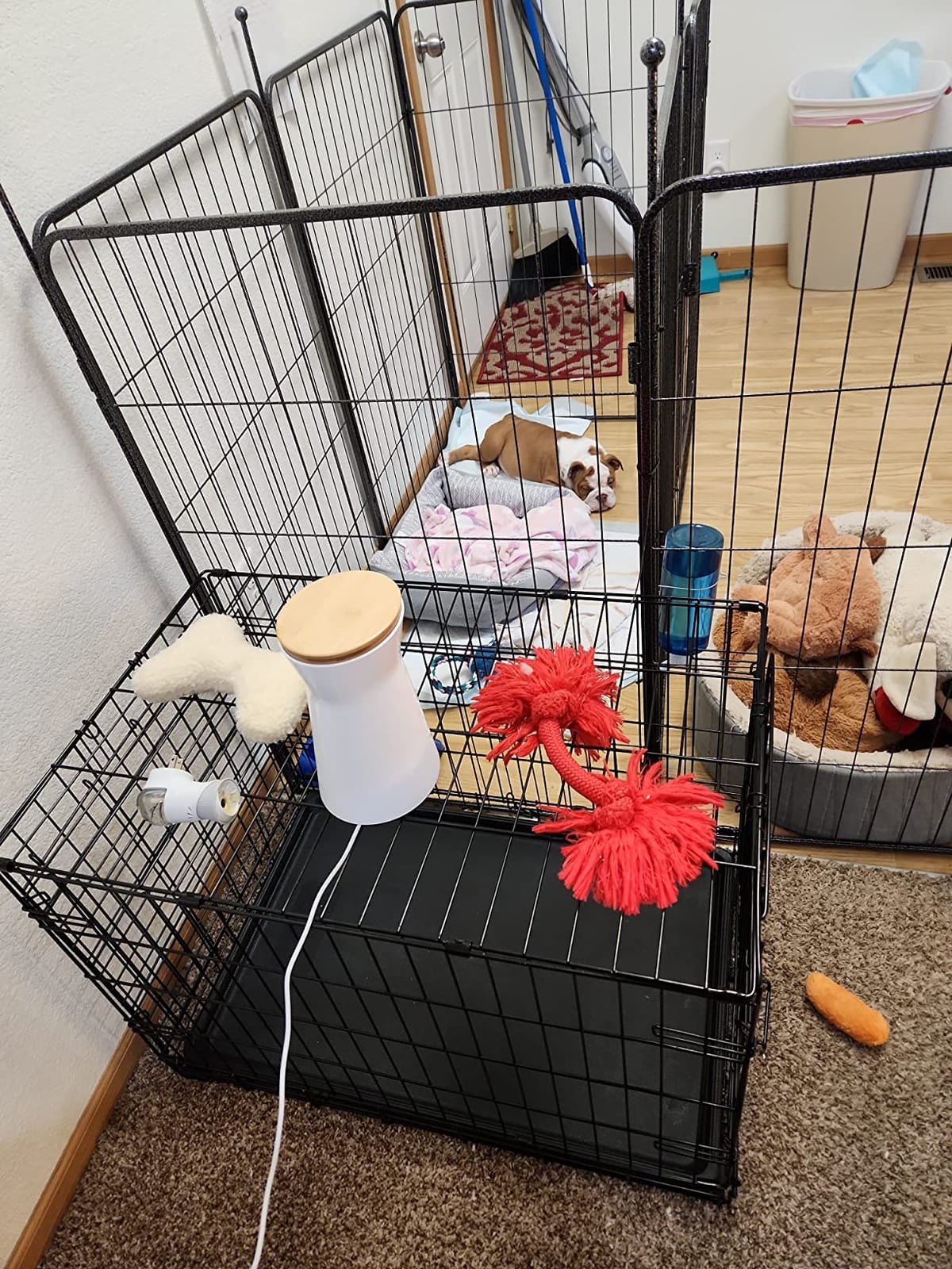 Furbo 360° Dog Camera [No Monthly Fee] | 360° Rotating Live View, Barking Alerts, Treat Toss, 2-Way Audio, Night Vision, Smart Home Puppy Monitoring, No AI Alerts customer photo 2