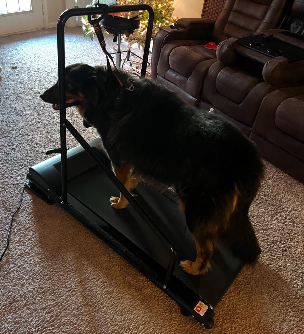 Lifepro PawRunner Dog Treadmill for Small & Medium Dogs, Remote Control | Indoor Dog Exercise Treadmill, Quiet Motor, Manual Incline, Safety Key, LCD Display for Small & Medium Dogs up to 130 lb customer photo 2