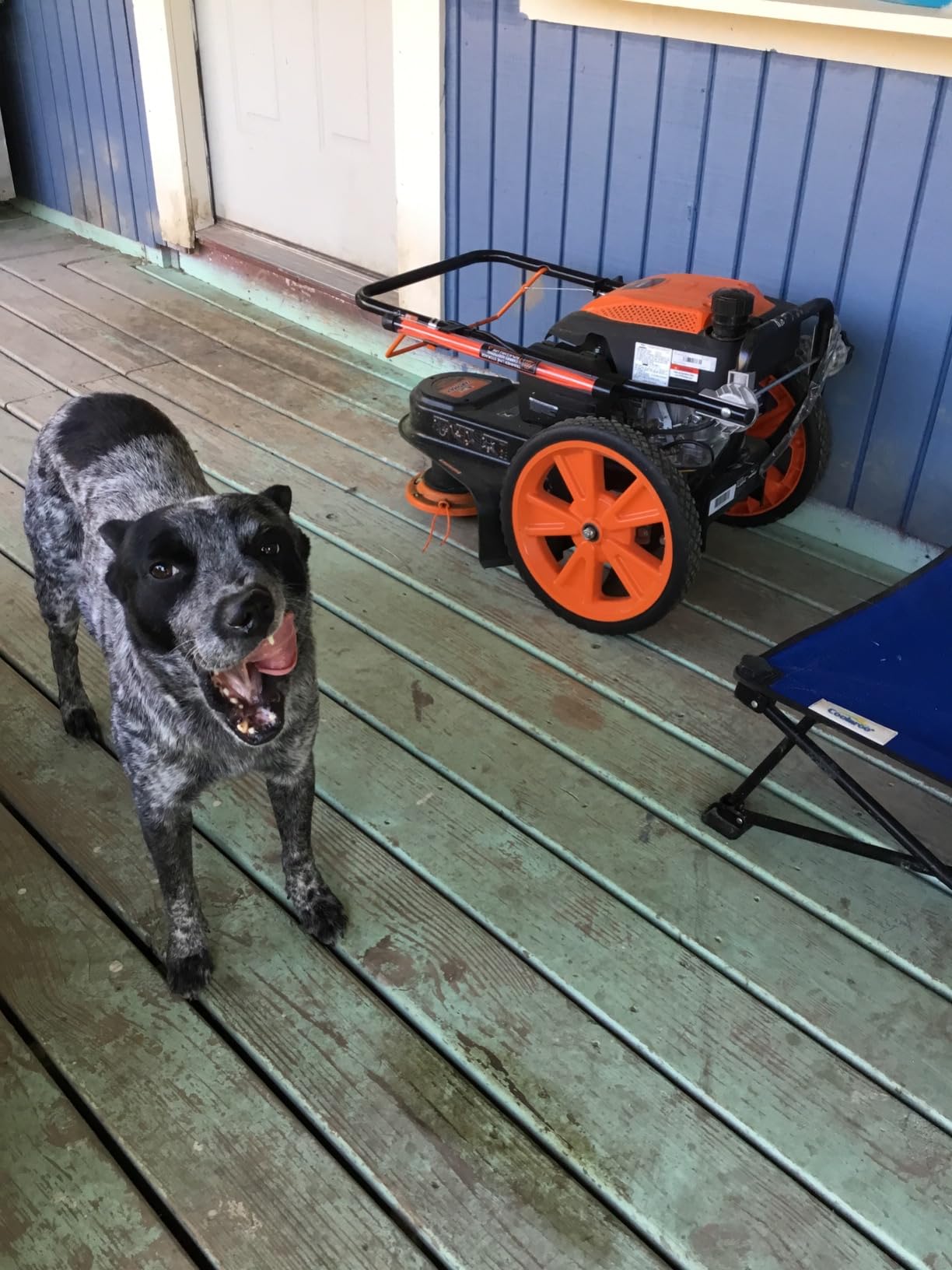 YARDMAX YL2250 22 in. 170cc Gas Walk Behind String Trimmer Mower, Orange customer photo 1