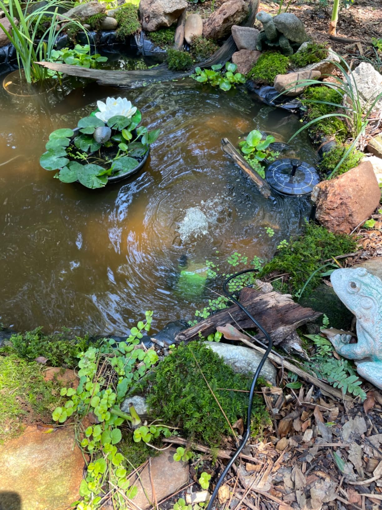 FREESEA 800GPH Small Pond Pump: Circulate 500-1200 Gallon Pond in 1-2 Hours | 24/7 Reliable Operation for Crystal Clear Water & Healthy Koi - 45W Quiet Motor with Adjustable Flow customer photo 1