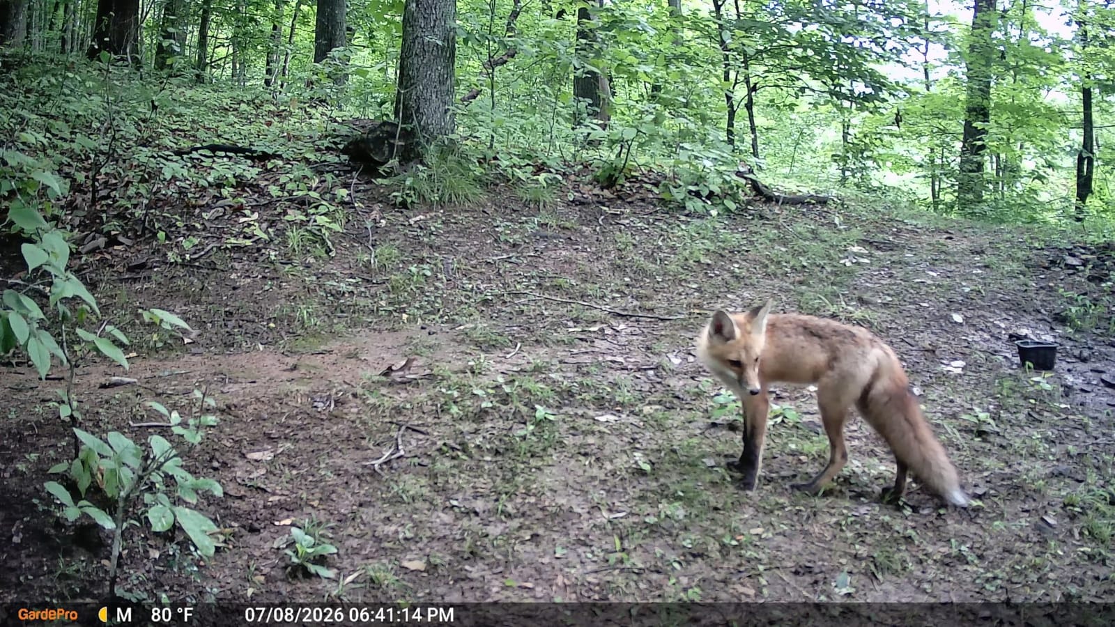 GardePro E5S Trail Camera, 64MP Photo & 1296P HD Video customer photo 2