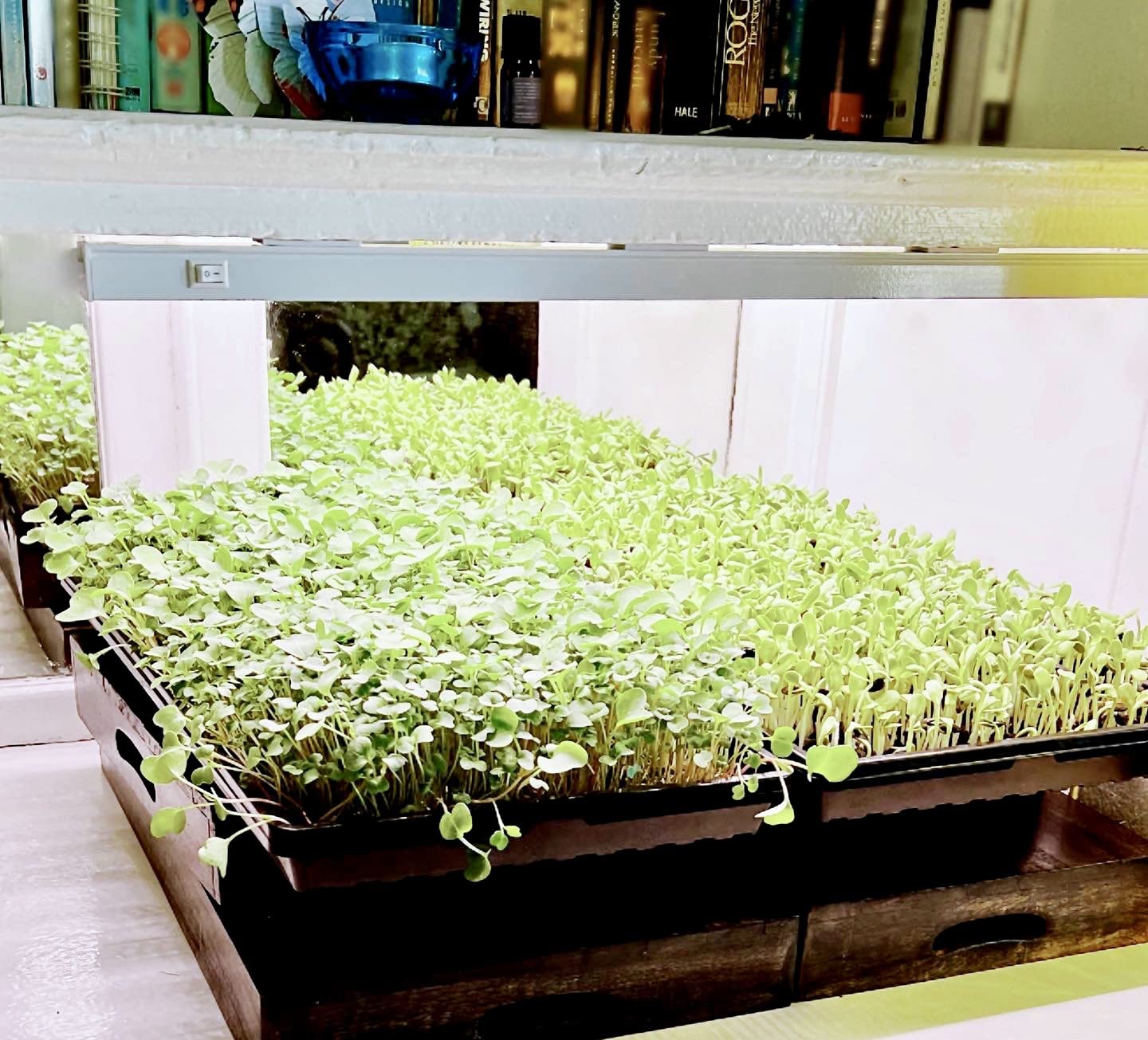 Barrina T5 Grow Light, 5000K White Full Spectrum LED Grow Light 2ft, 8 Pack | 80W (8 x 10W), Plant Grow Lights for Indoor Plants, Seedlings, Greens, Shelves, Plug and Play, Linkable, Separate On/Off customer photo 2