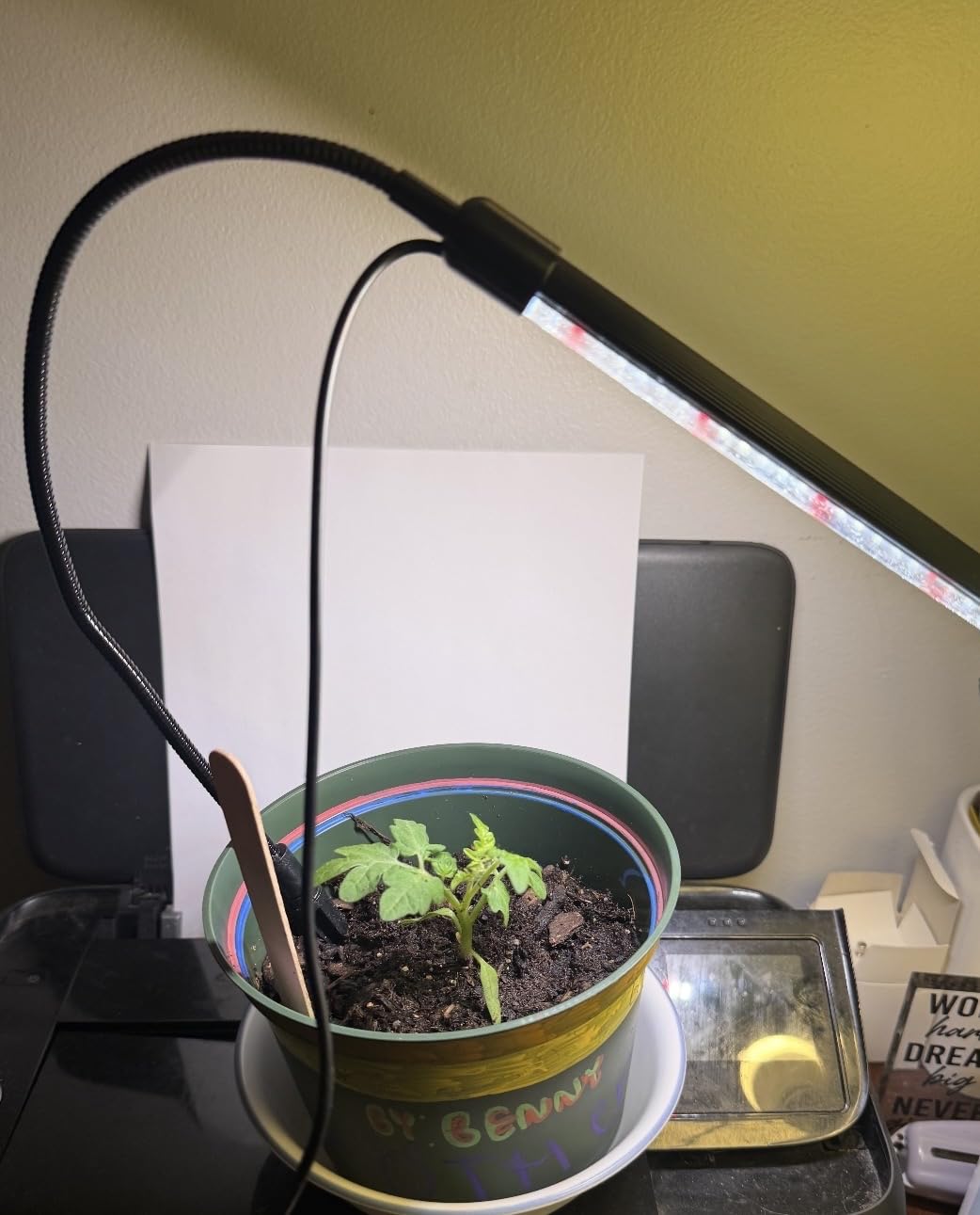 Grow Light for Indoor Plants Growing, 6000K Full Spectrum Gooseneck Plant Lamp for Seedings Succulents Small Plants, Auto On/Off Timing & 5 Dimming, 1-Pack customer photo 1