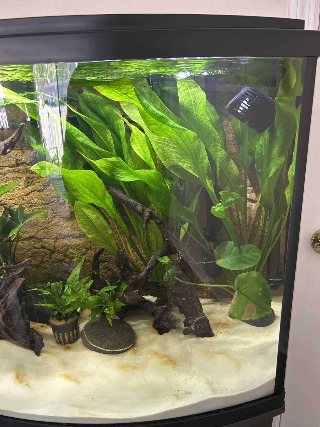 hygger Mini Wave Maker for 15-40 Gallon Aquarium with Magnetic Mount Quiet Powerhead for Saltwater and Freshwater Fish Tank 530 GPH customer photo 2