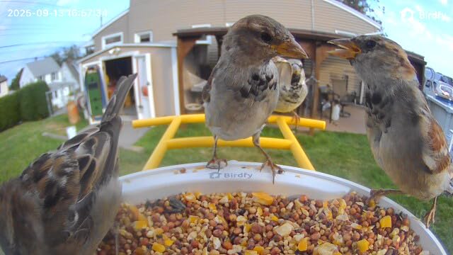 NETVUE by Birdfy Smart Bird Feeder with 2K AI Camera, Value for Beginners, Accurate AI Bird ID, Auto Records & Smart Notification, Free Cloud Storage, Easy Setup & App customer photo 2
