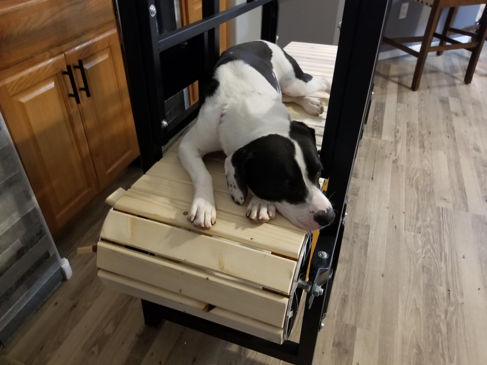 PawPaw's Dog Treadmill for Large Dogs, Medium Dogs with Brake. Dog Slatmill for Healthy & Fit Dog Life, Dog Treadmill for Indoor & Outdoor. Treadmill for Dogs up to 330 lbs customer photo 2