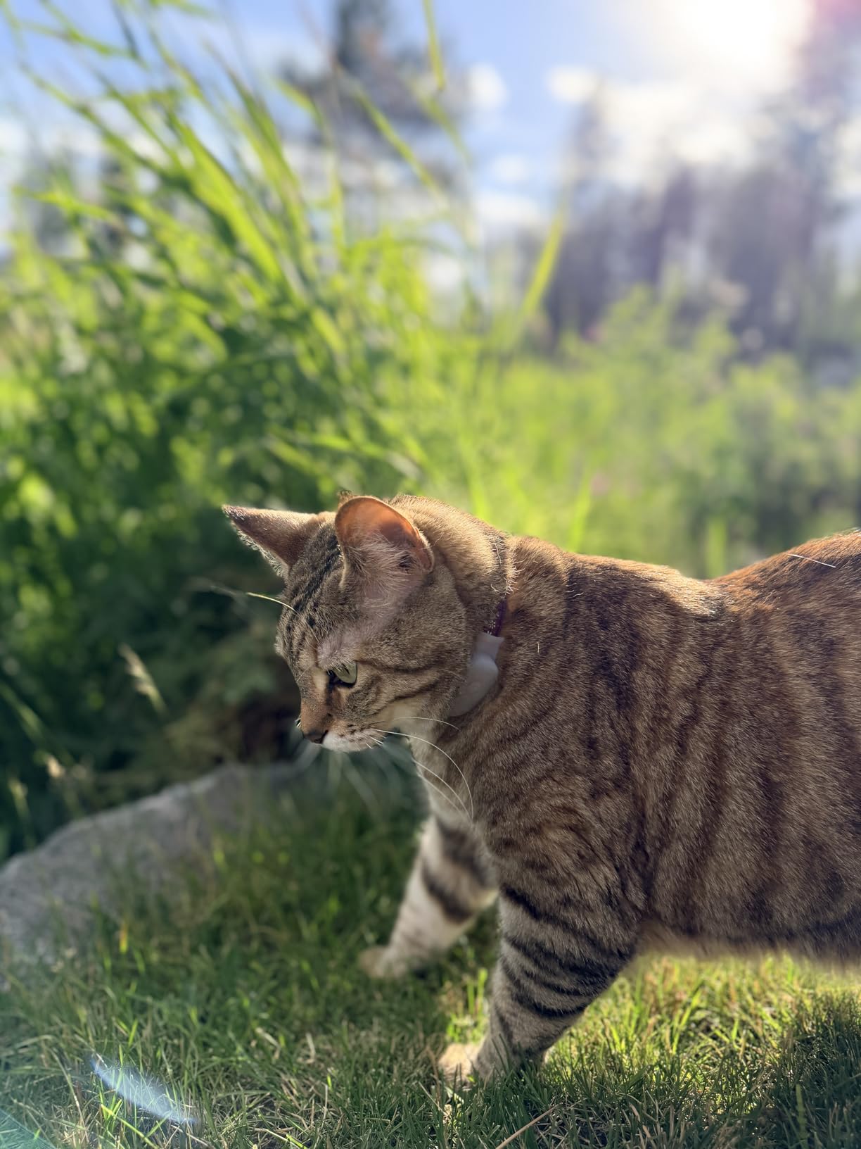 Tabcat V2 Cat & Kitten Tracker - More Accurate Than GPS - No Monthly Fee or Subscription - Includes 2 Homing Tags - Up to 150m Range - Small & Lightweight Tags Perfect to Find Indoor & Outdoor Cats customer photo 2