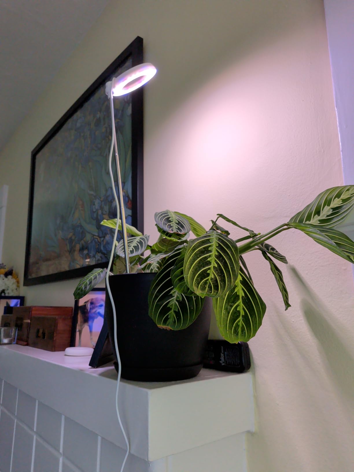 GYTF Halo Plant Grow Light, 6000K White LED Full Spectrum Growing Lamp for Indoor Plants, Succulents, Mini Bonsai, Small Plants, Height Adjustable, Dimmable & Timer 4/8/12/18Hrs customer photo 2