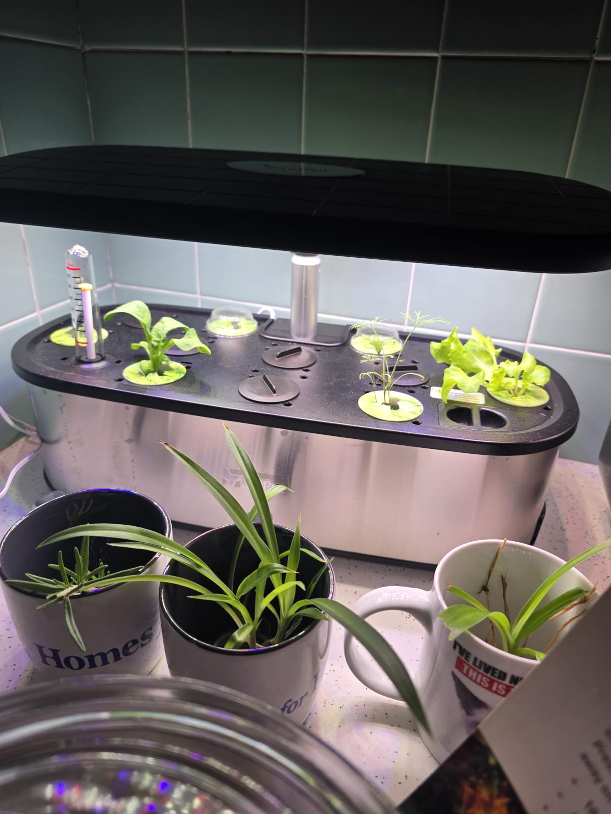 LETPOT LPH-SE Hydroponics Growing System, 12 Pods Smart Herb Garden Kit Indoor, Indoor Garden, APP & WiFi Controlled, with 24W Growing LED, 5.5L Water Tank, Pump System, Automatic Timer customer photo 2